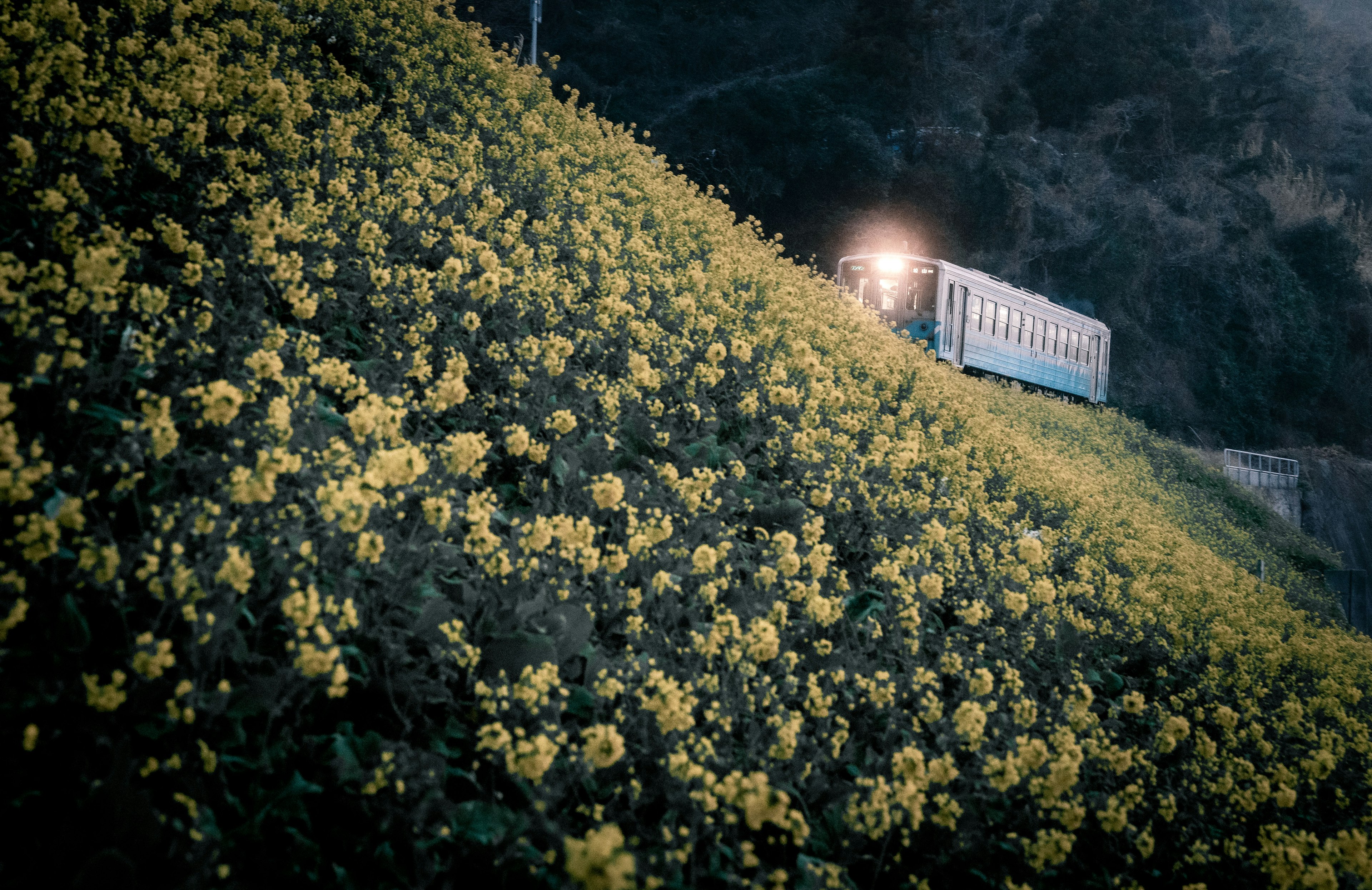 Tren pasando por una colina cubierta de flores amarillas