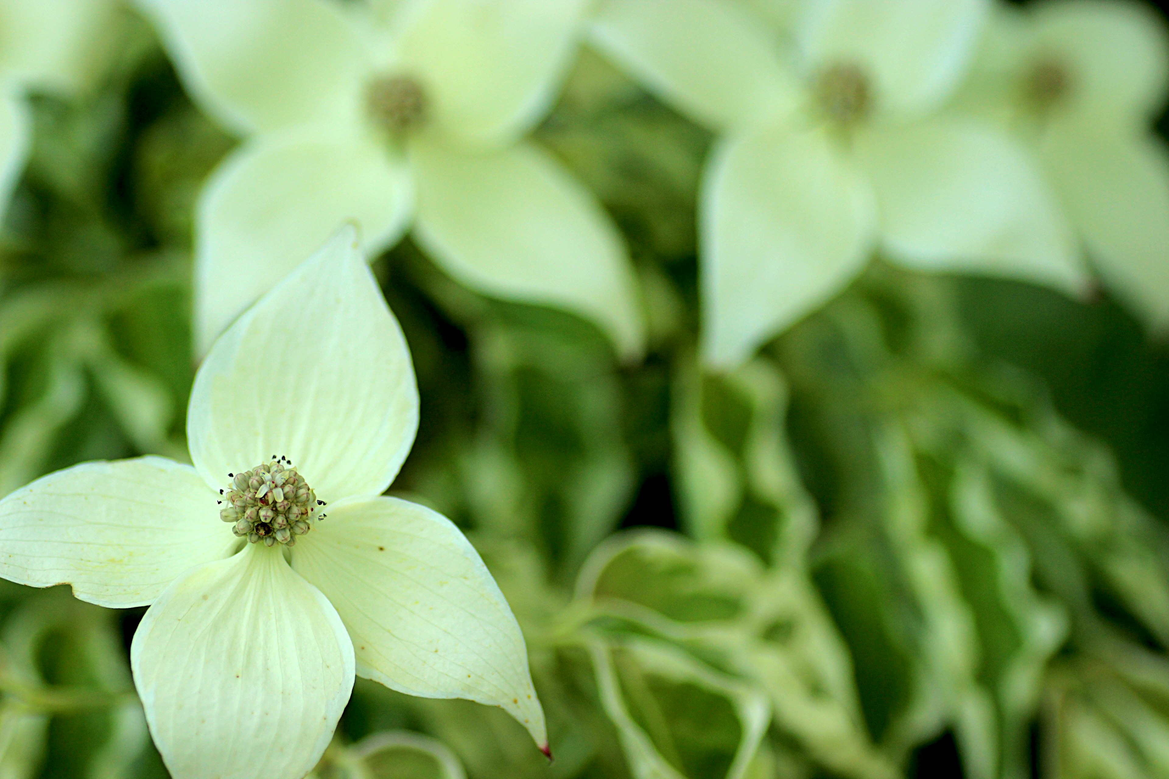 Close-up of pale green flowering plant