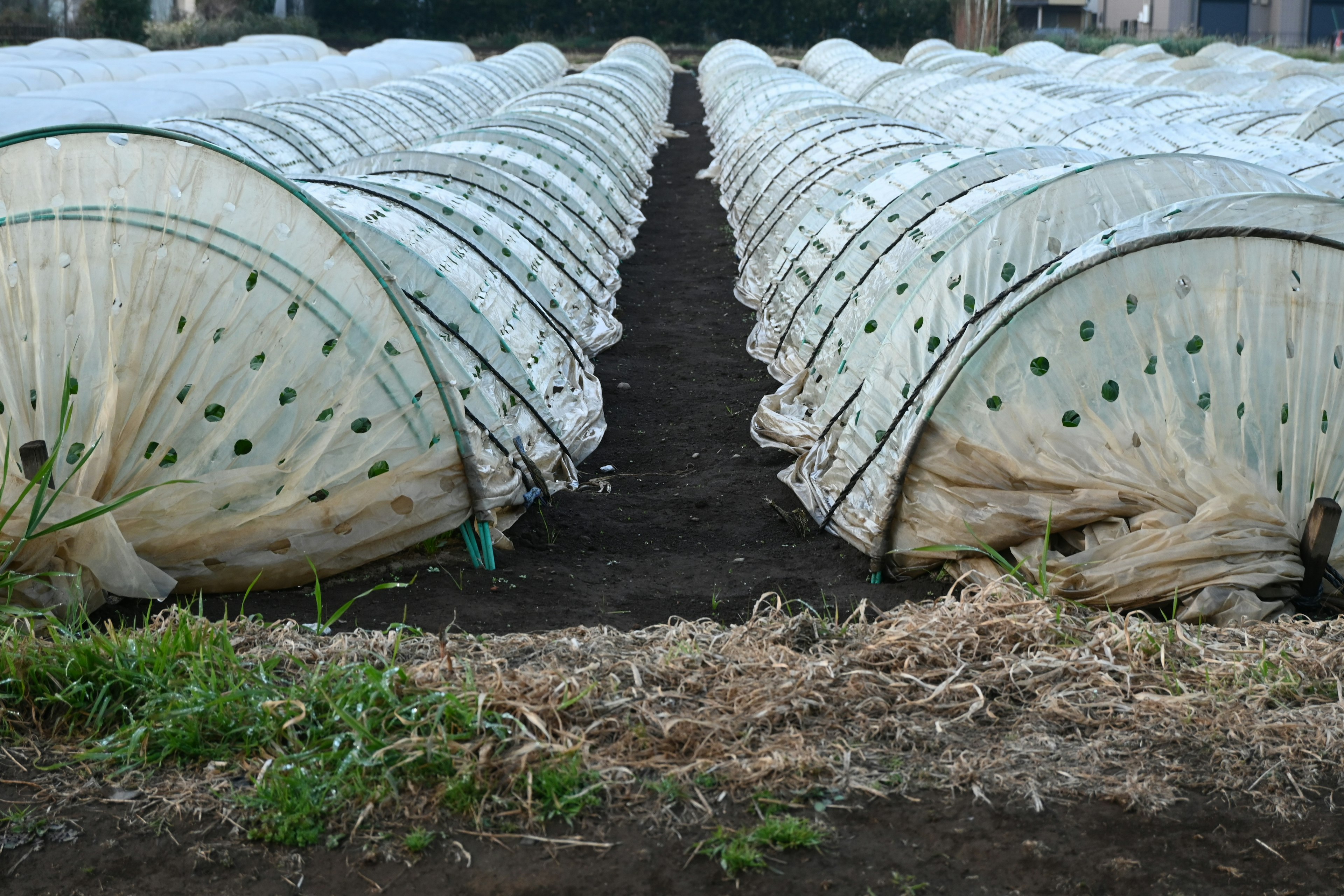 Filas de invernaderos transparentes en un paisaje agrícola