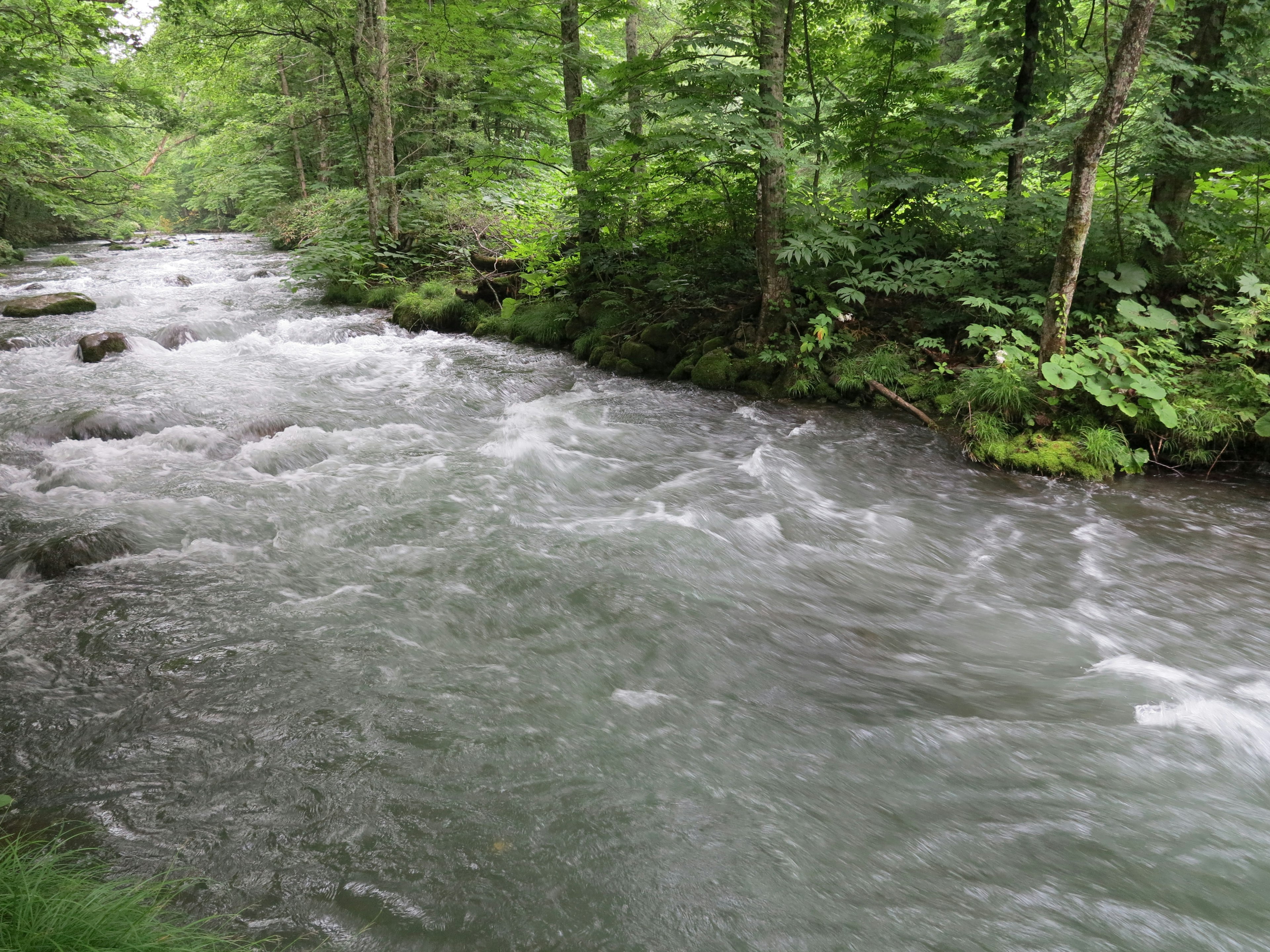 A scenic view of a clear stream flowing through a lush green forest