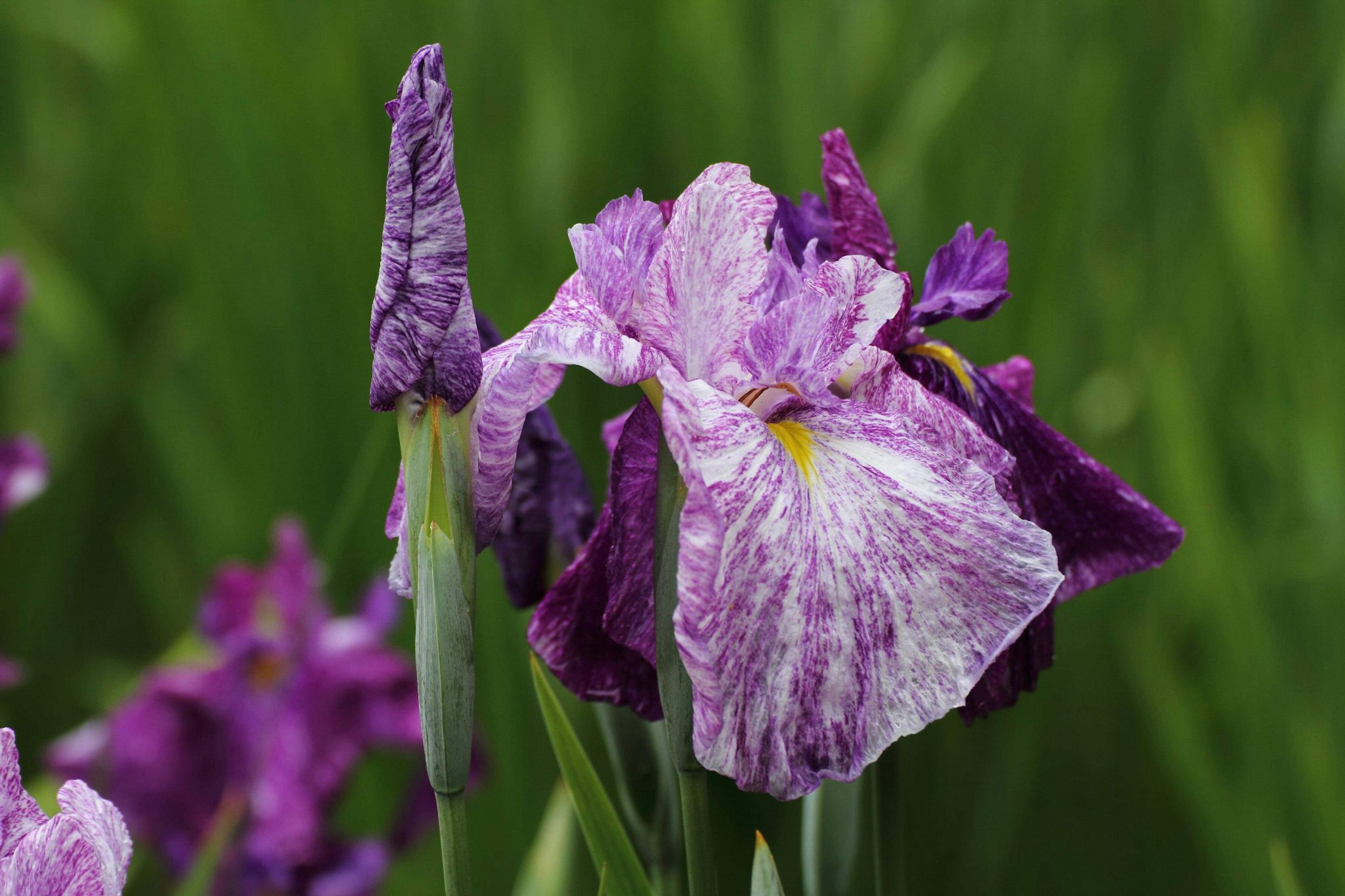 紫色のアイリスの花が緑の背景に咲いている