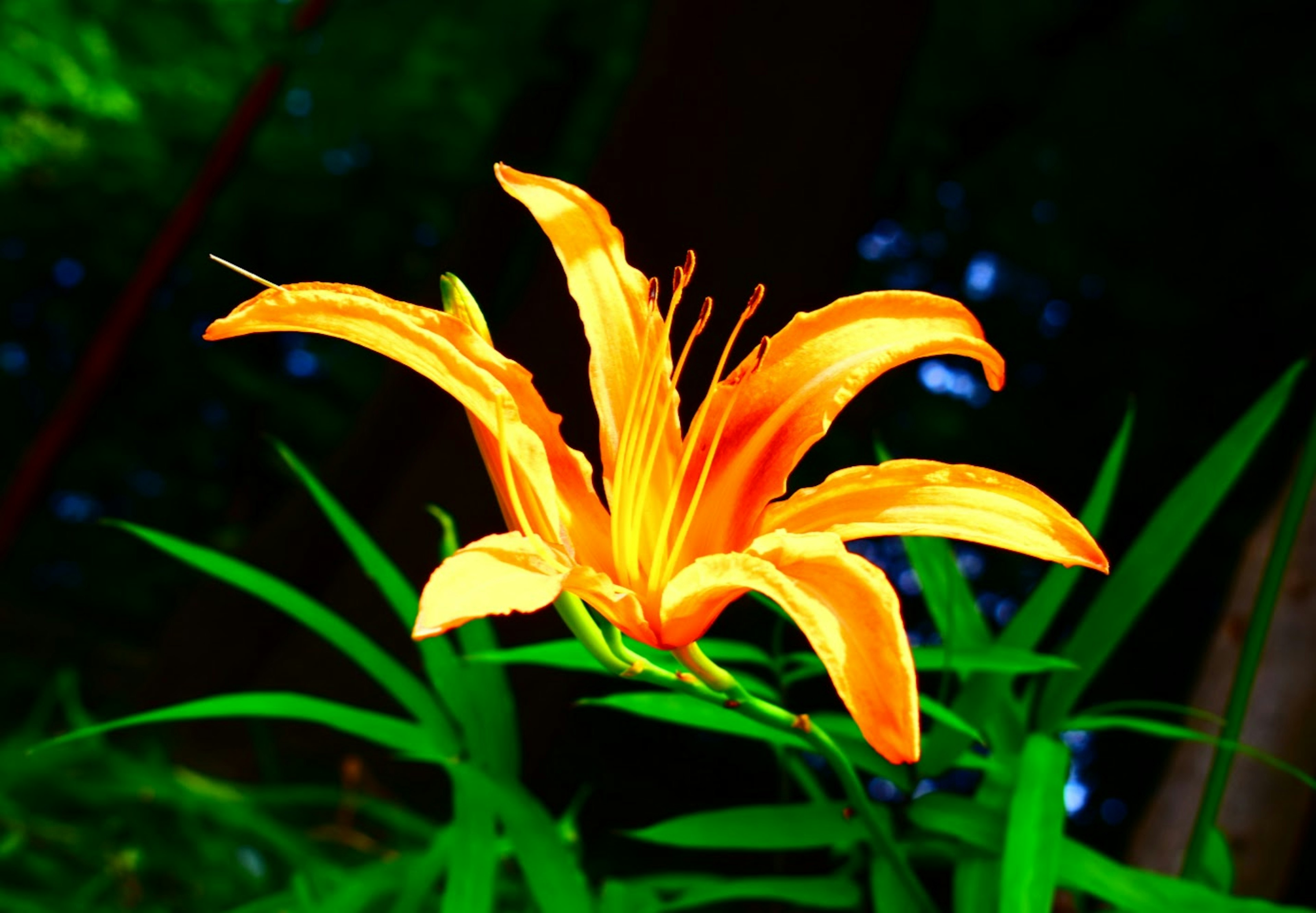 Un fiore arancione vivace che fiorisce tra foglie verdi