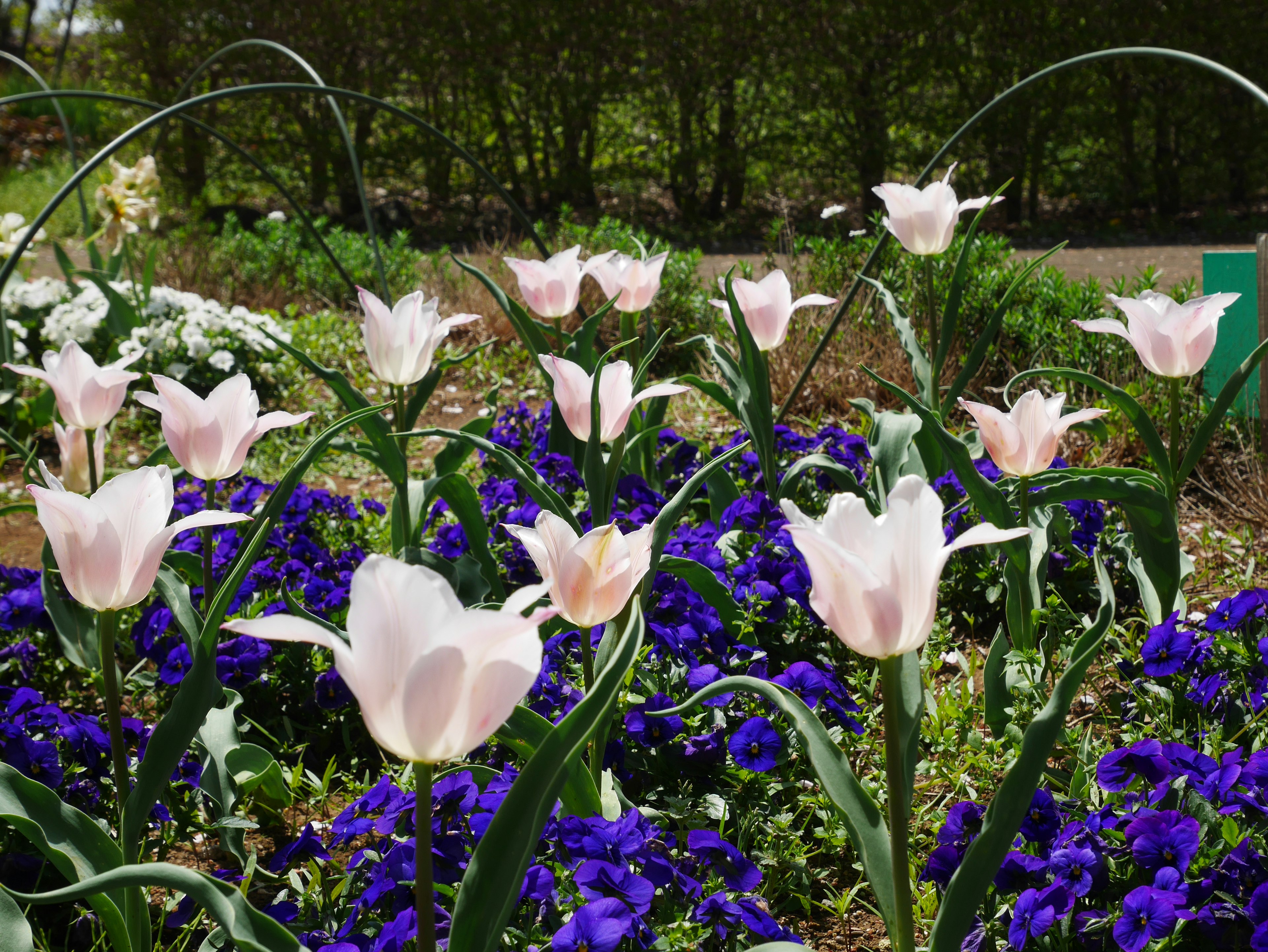 A garden scene featuring pink tulips and blue pansies in bloom