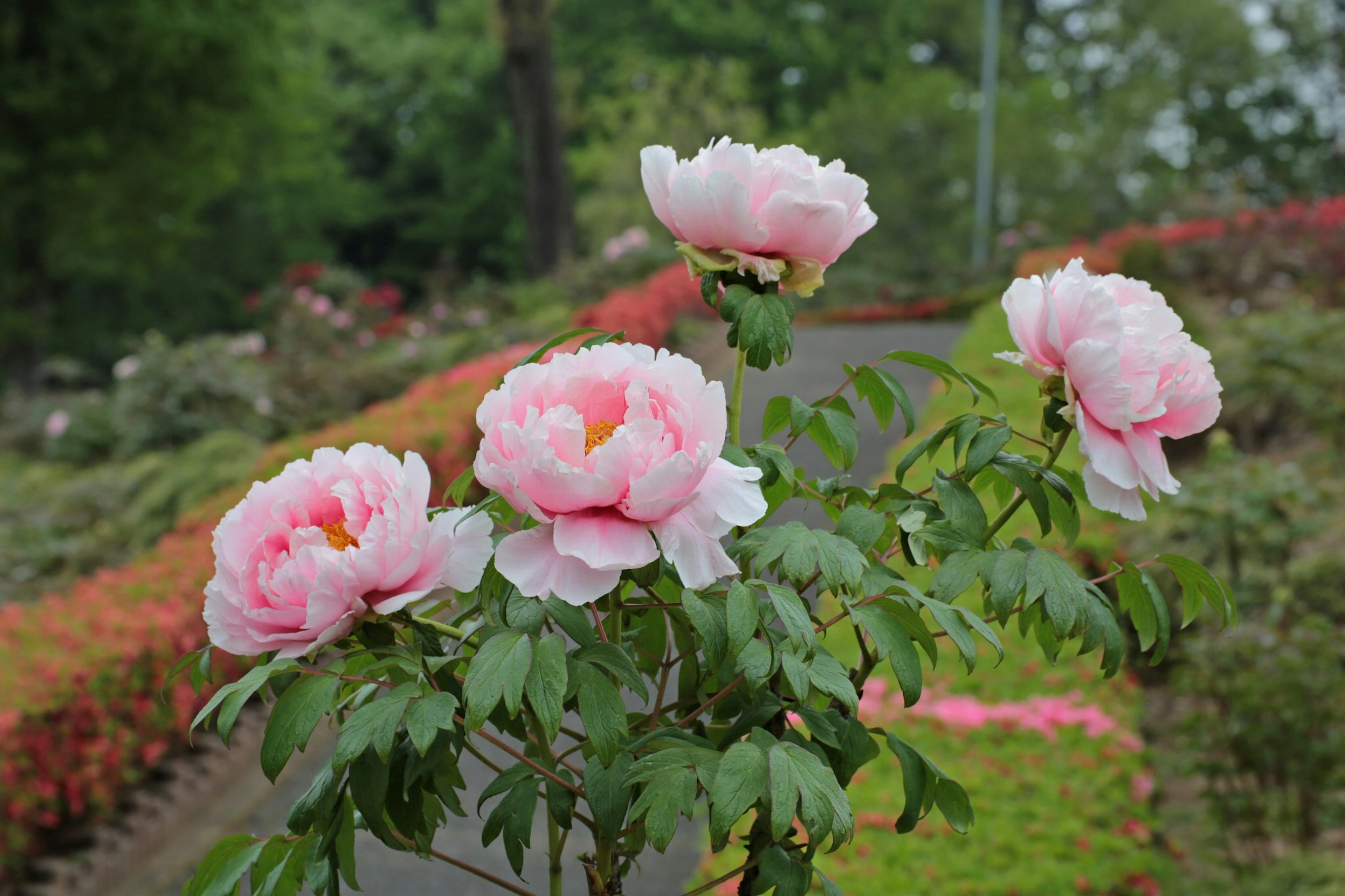 Fiori di peonia rosa che fioriscono su uno sfondo di giardino colorato