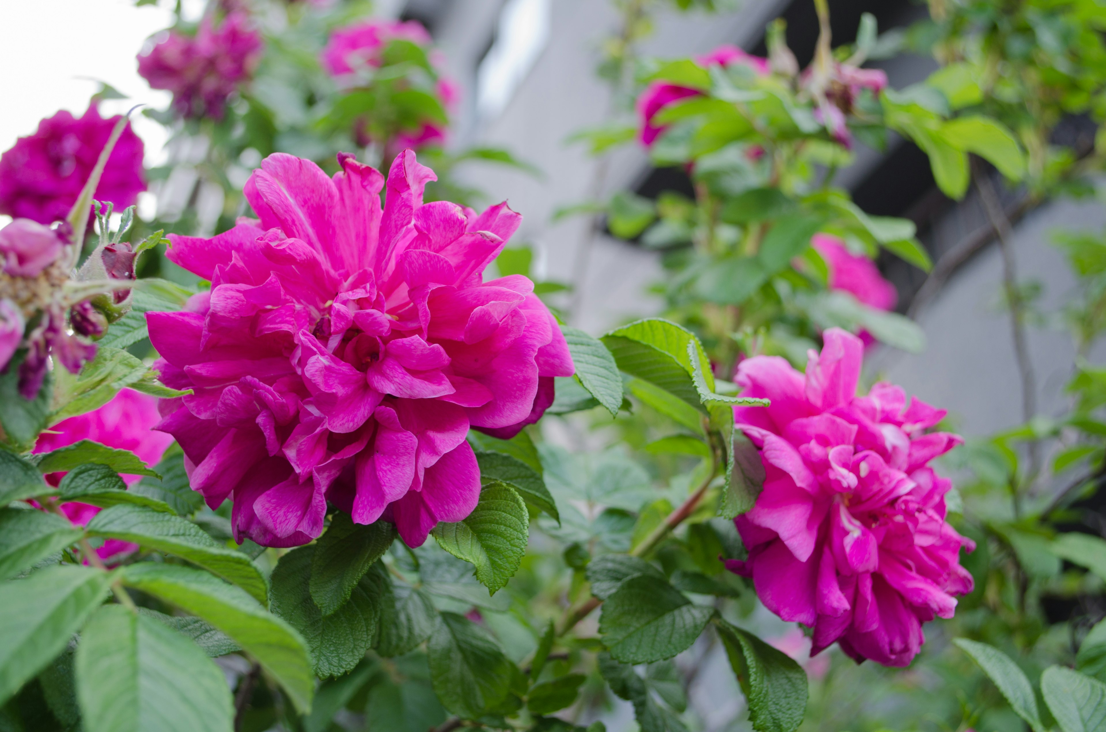 Lebendige rosa Rosenblüten blühen zwischen üppigem grünem Laub