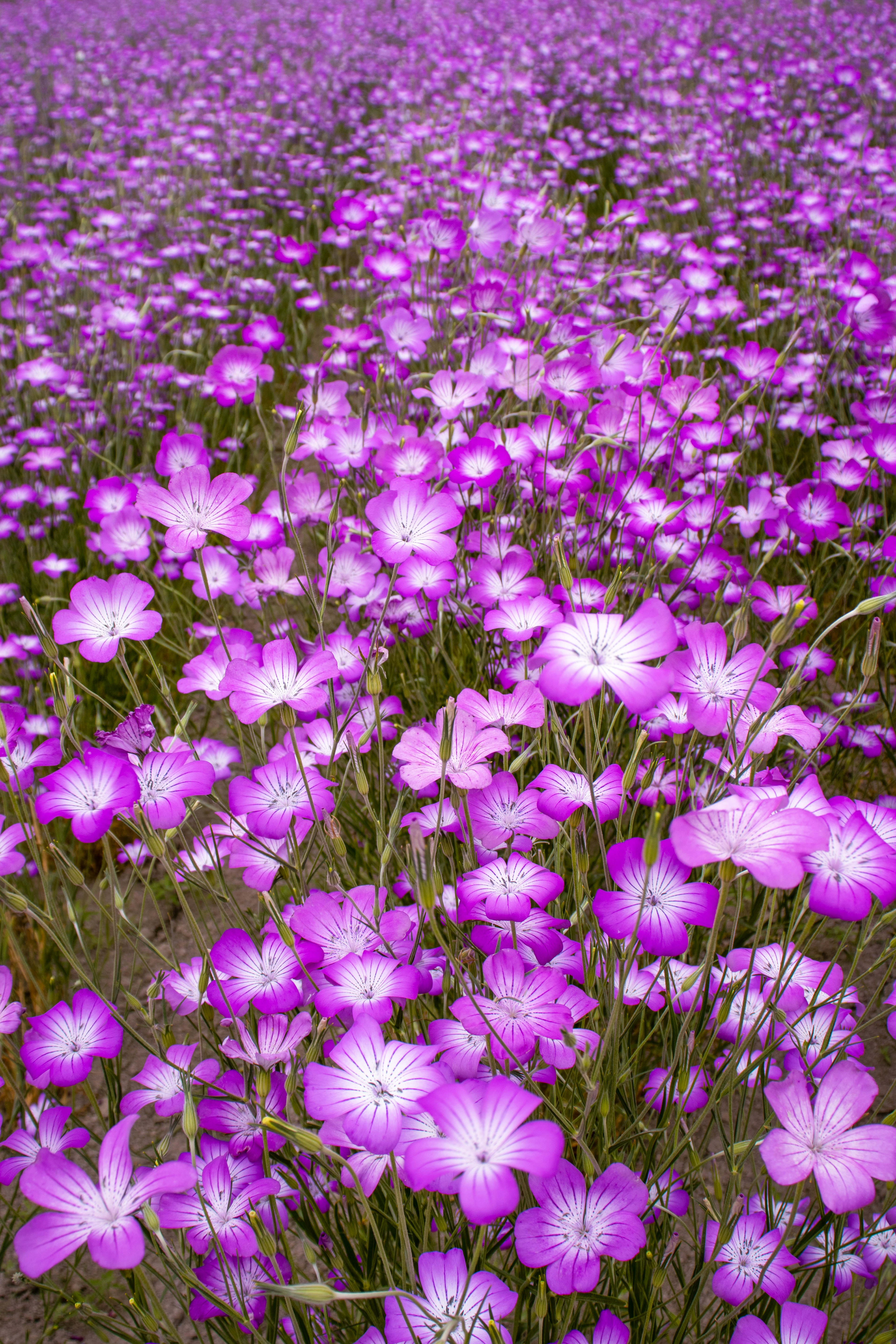 Amplio campo de flores moradas en flor