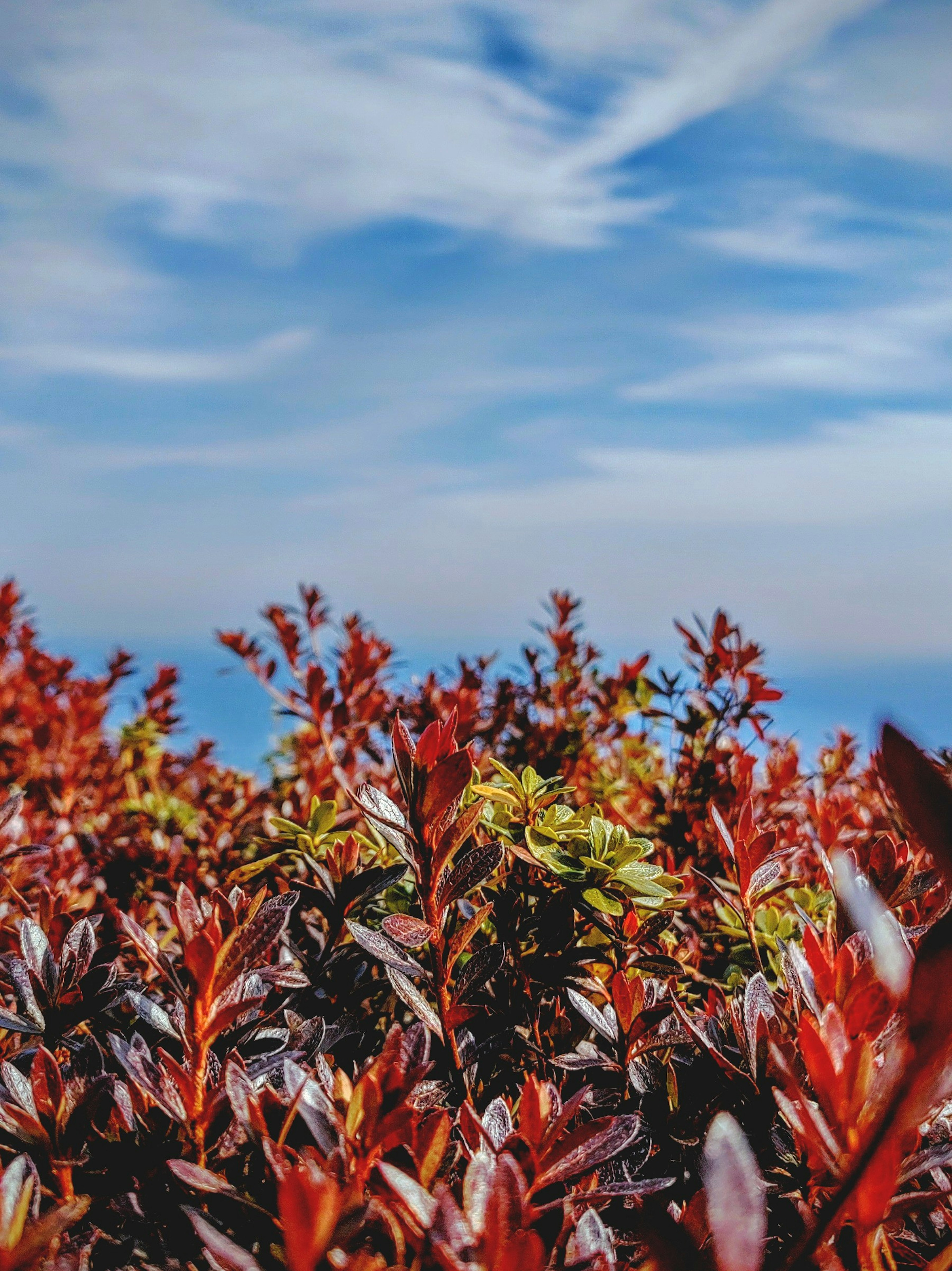 Acercamiento de plantas de hojas rojas contra un cielo azul