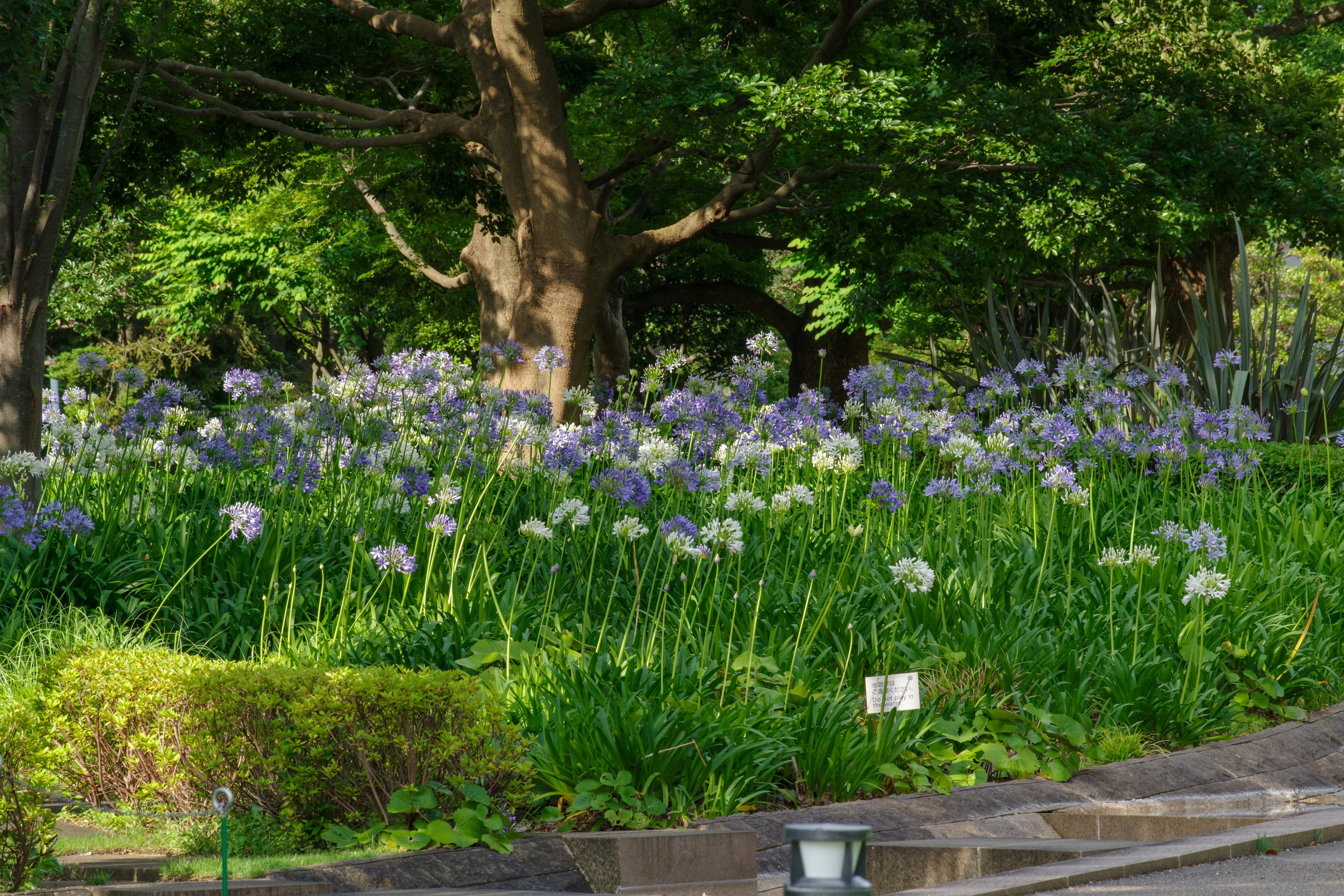 郁郁蔥蔥的花園，紫色花朵成簇，周圍環繞著綠色植物