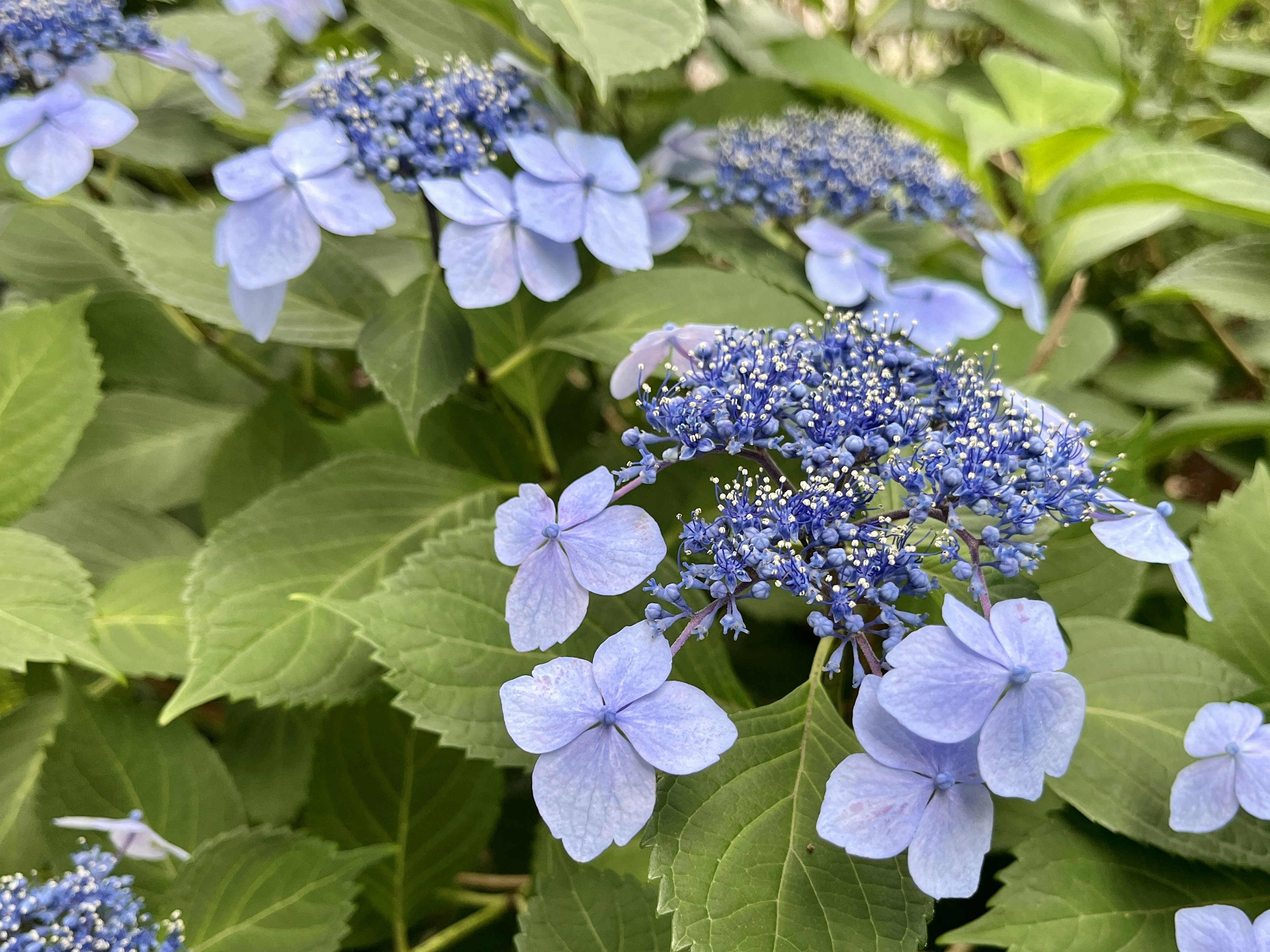 Un grupo de flores azul claro rodeadas de hojas verdes