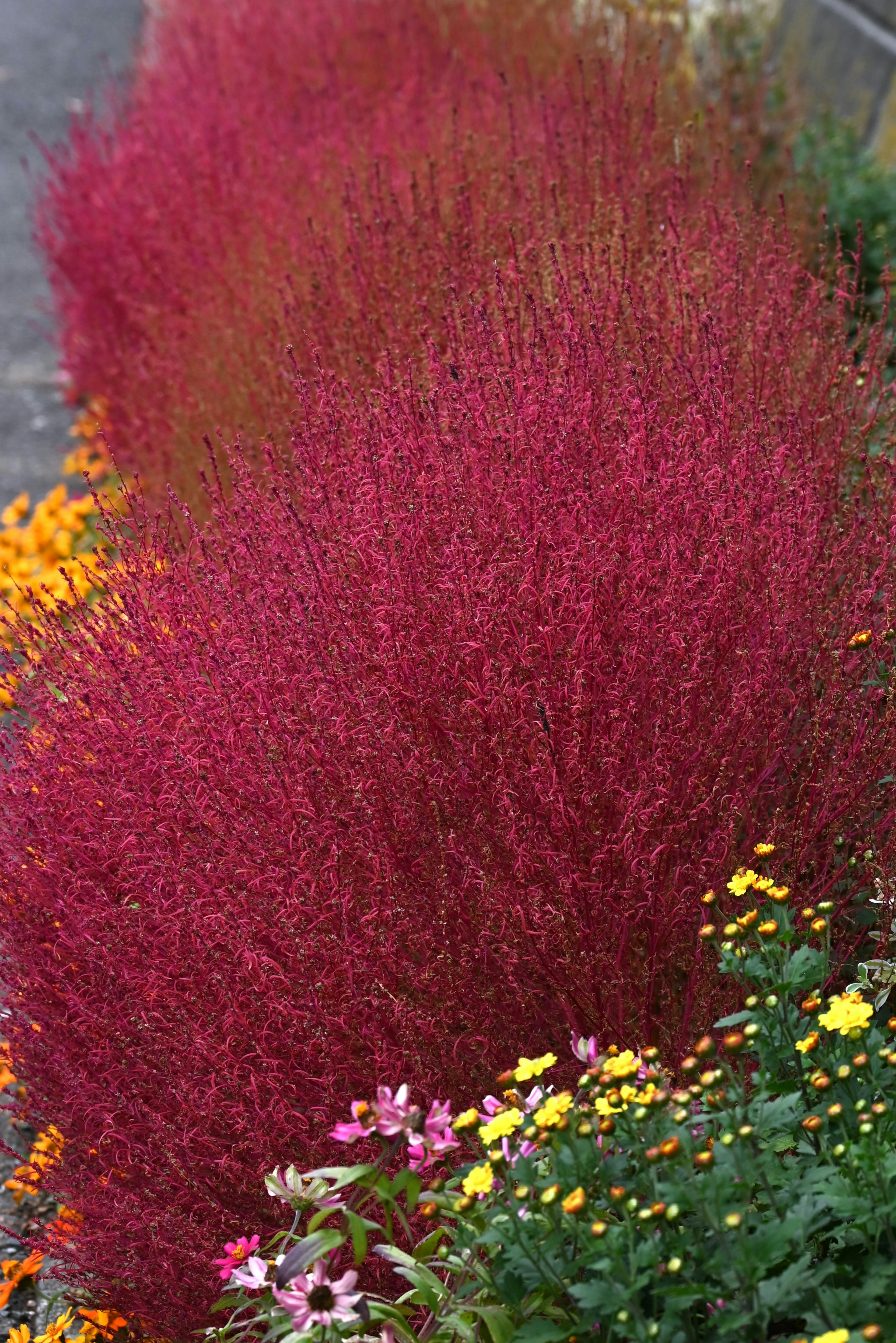 鮮やかな赤い植物と色とりどりの花が並ぶ風景