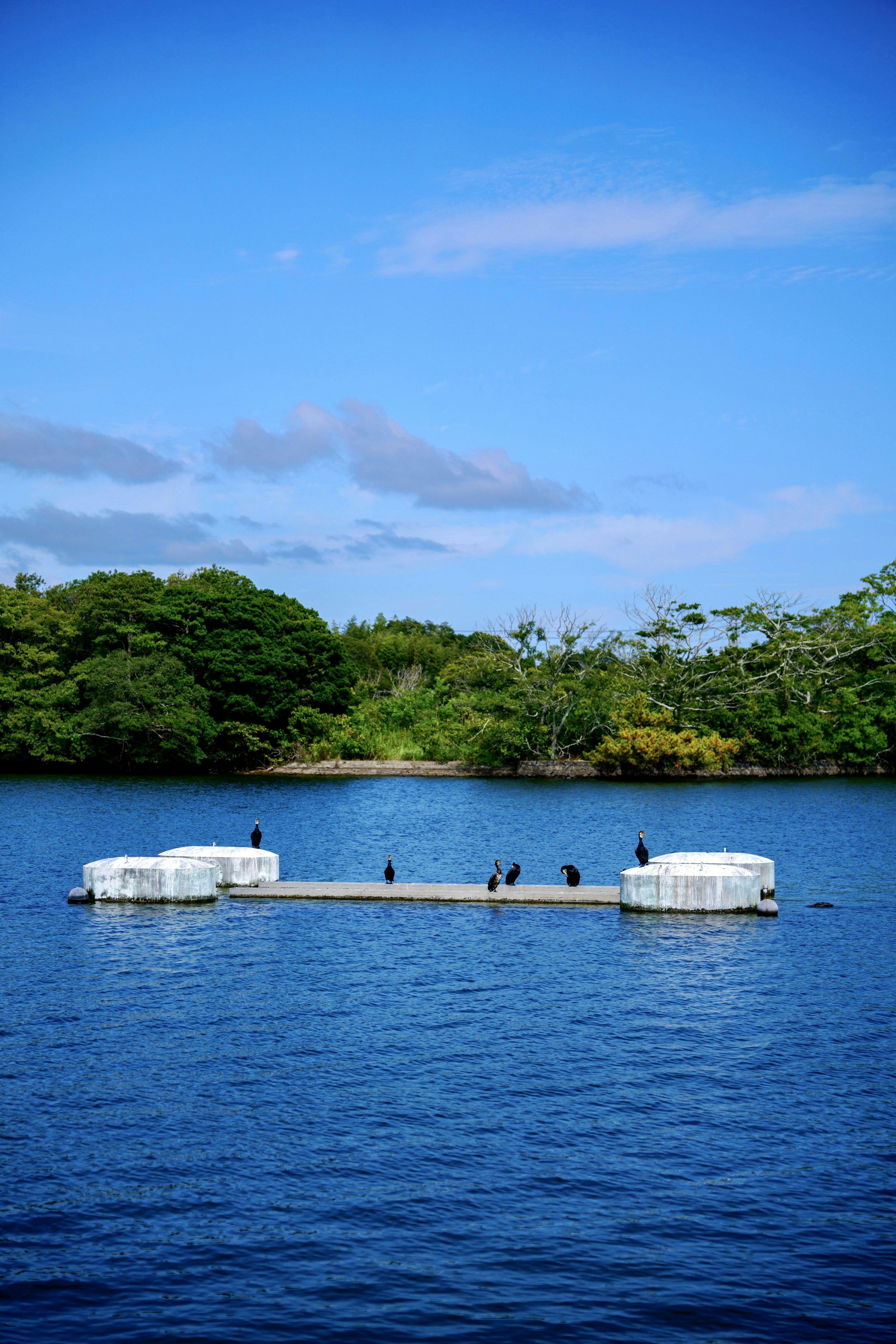 青い空と緑の木々に囲まれた静かな水面に浮かぶ白い浮き桟橋とその上にいる鳥たち