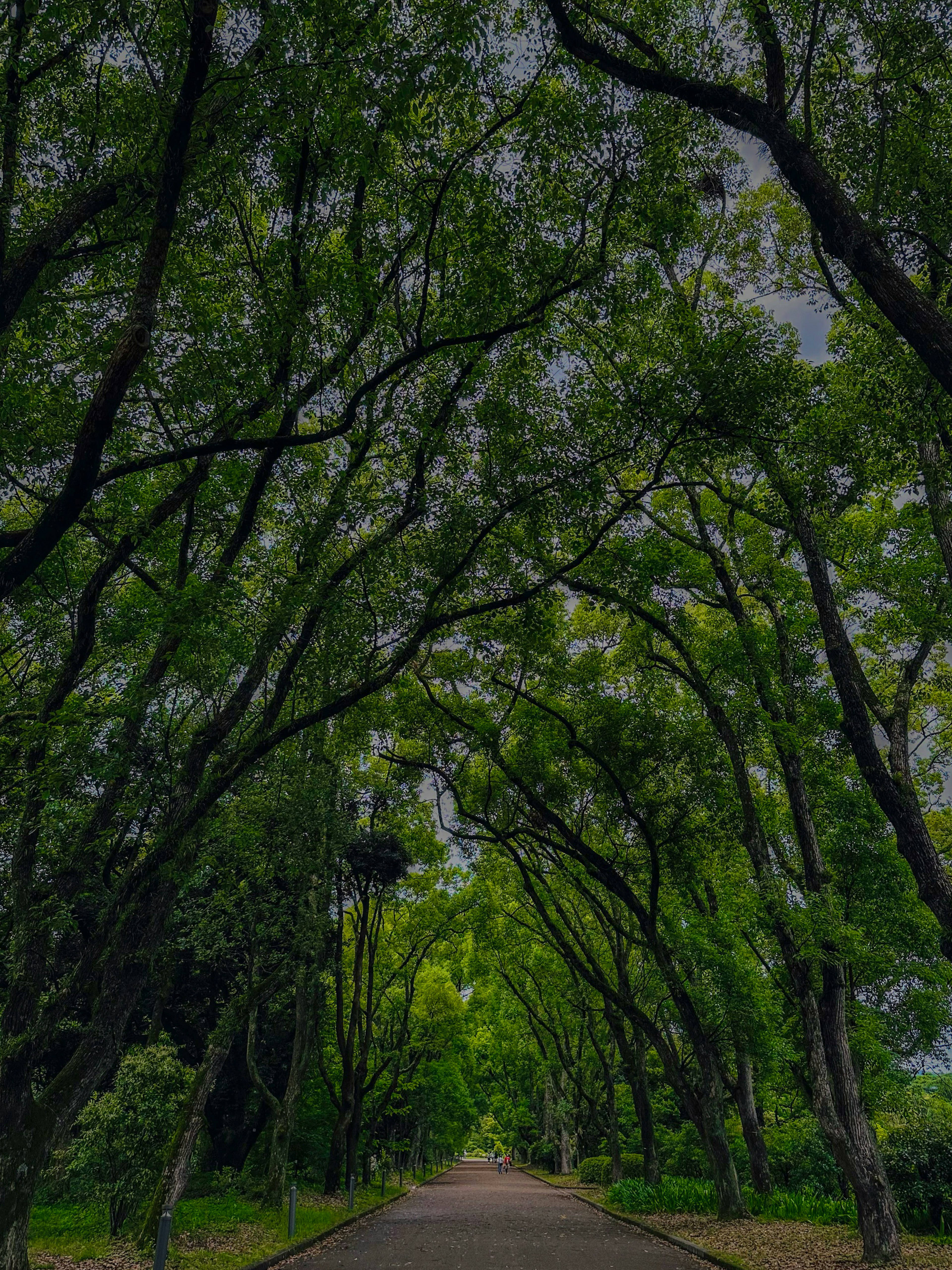 Un camino sereno flanqueado por árboles verdes exuberantes