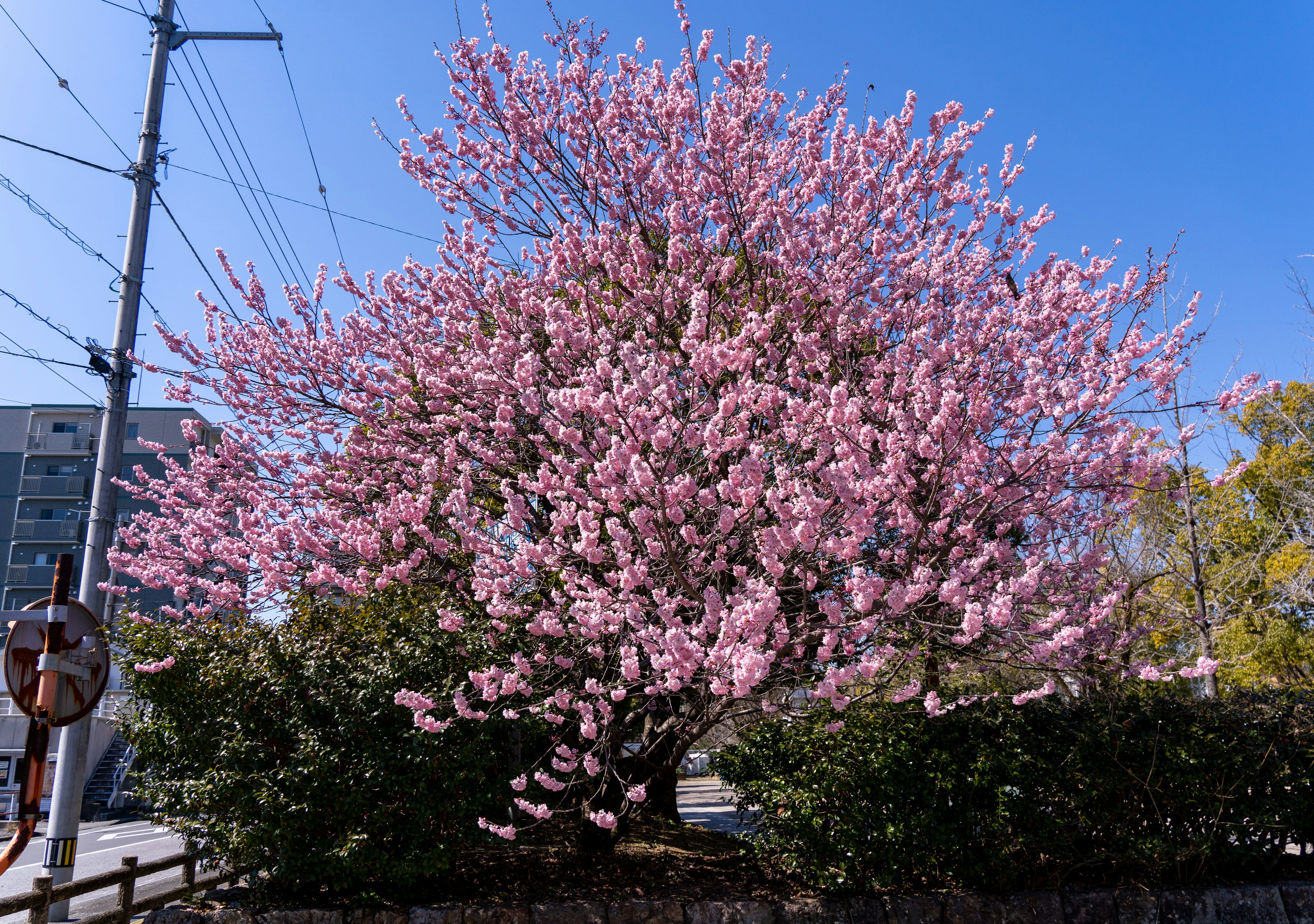 ピンクの花が咲く桜の木と青い空