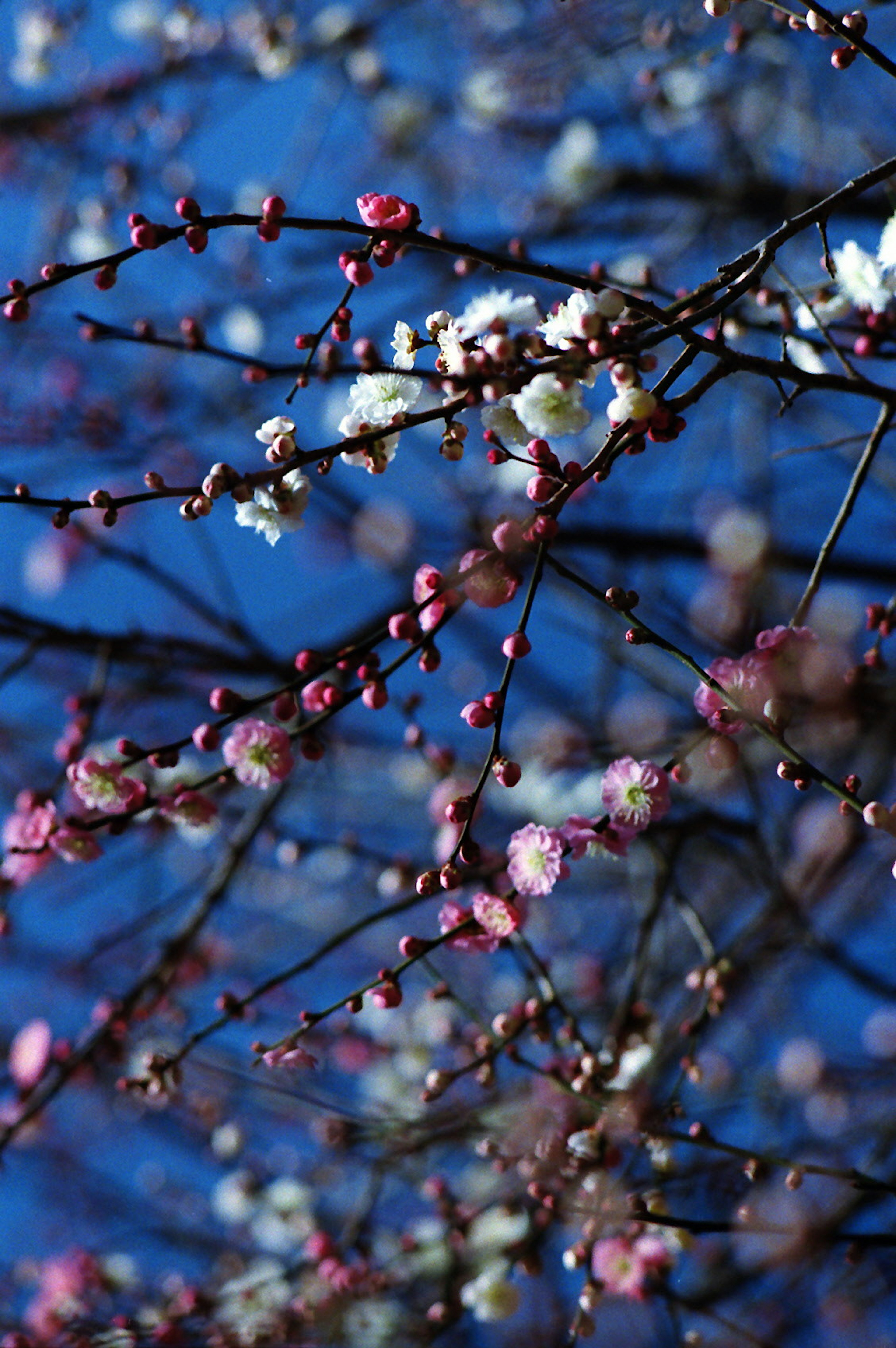 Ramas con flores rosas y blancas contra un cielo azul