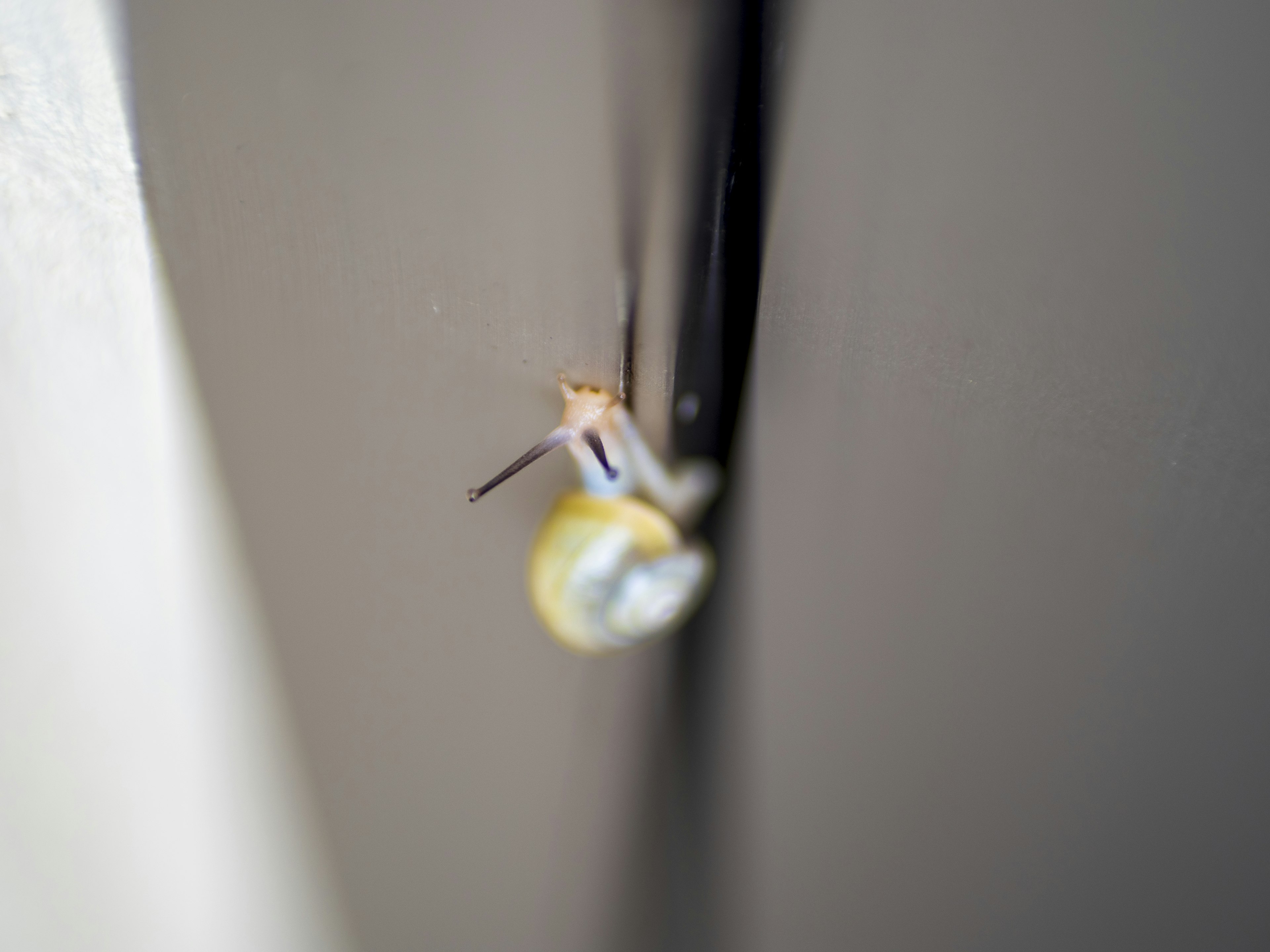 A small snail climbing a wall with a blurred background