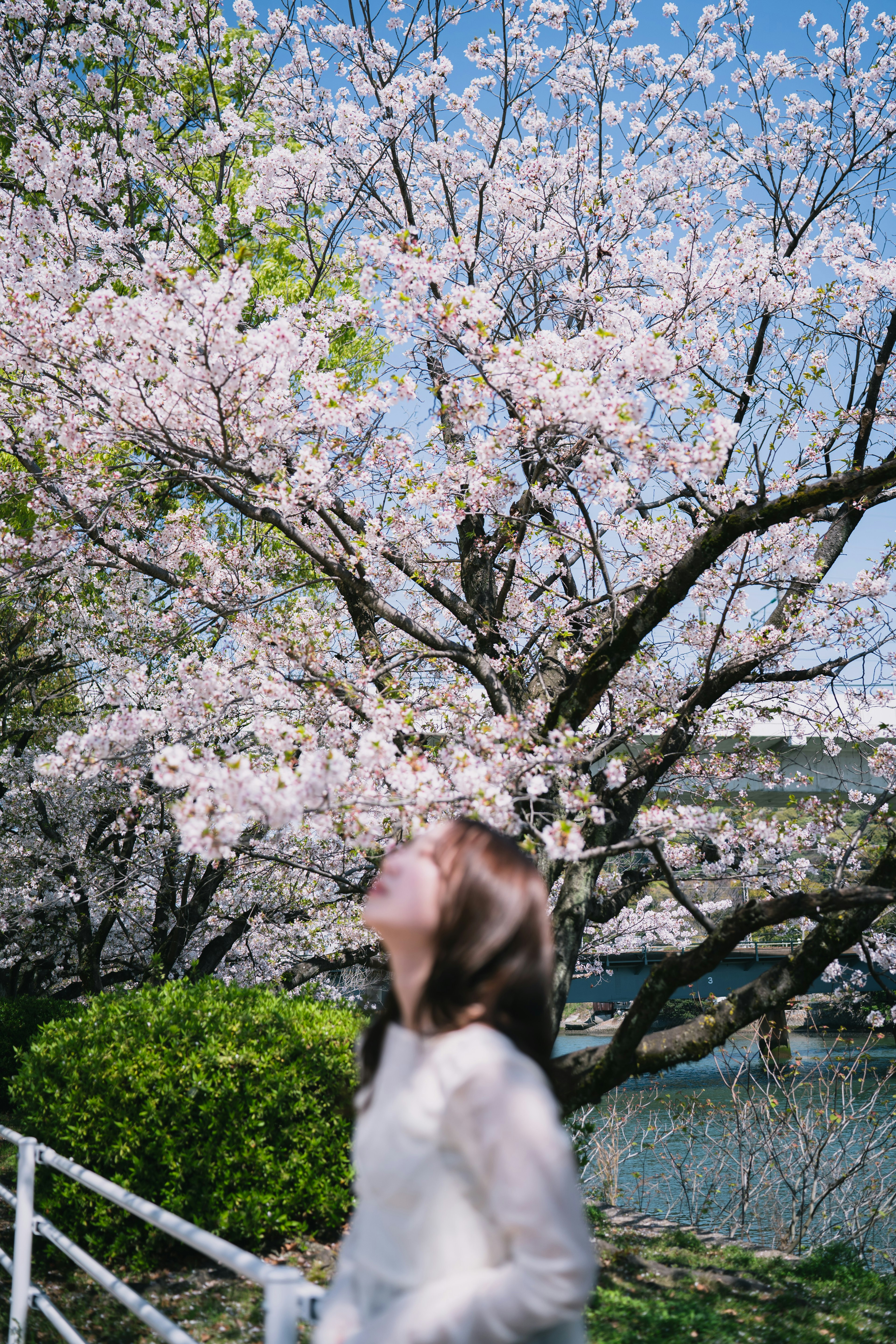 Femme regardant vers le haut sous un cerisier en fleurs