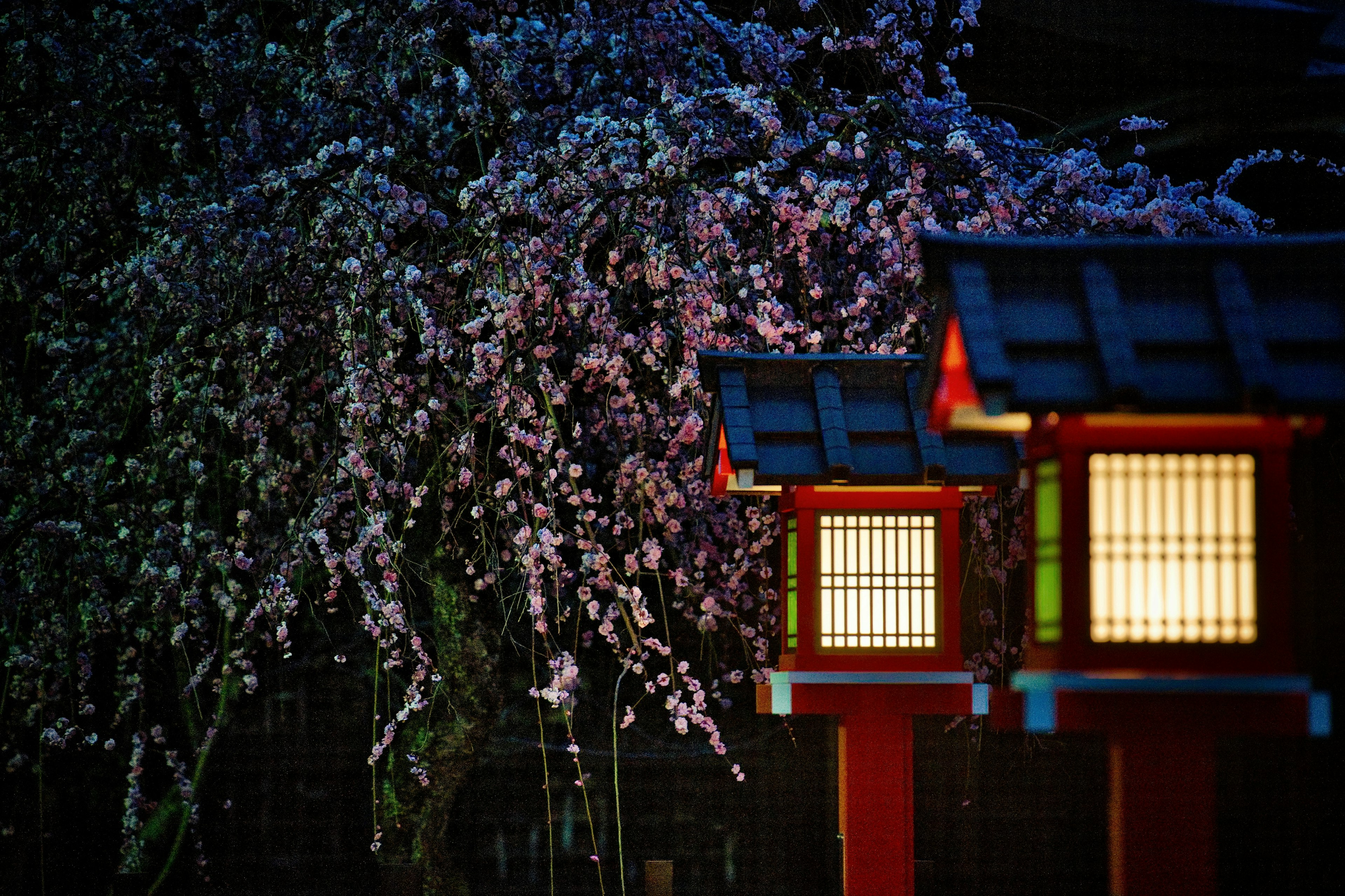 夜の桜の木と赤い灯篭の美しい景色