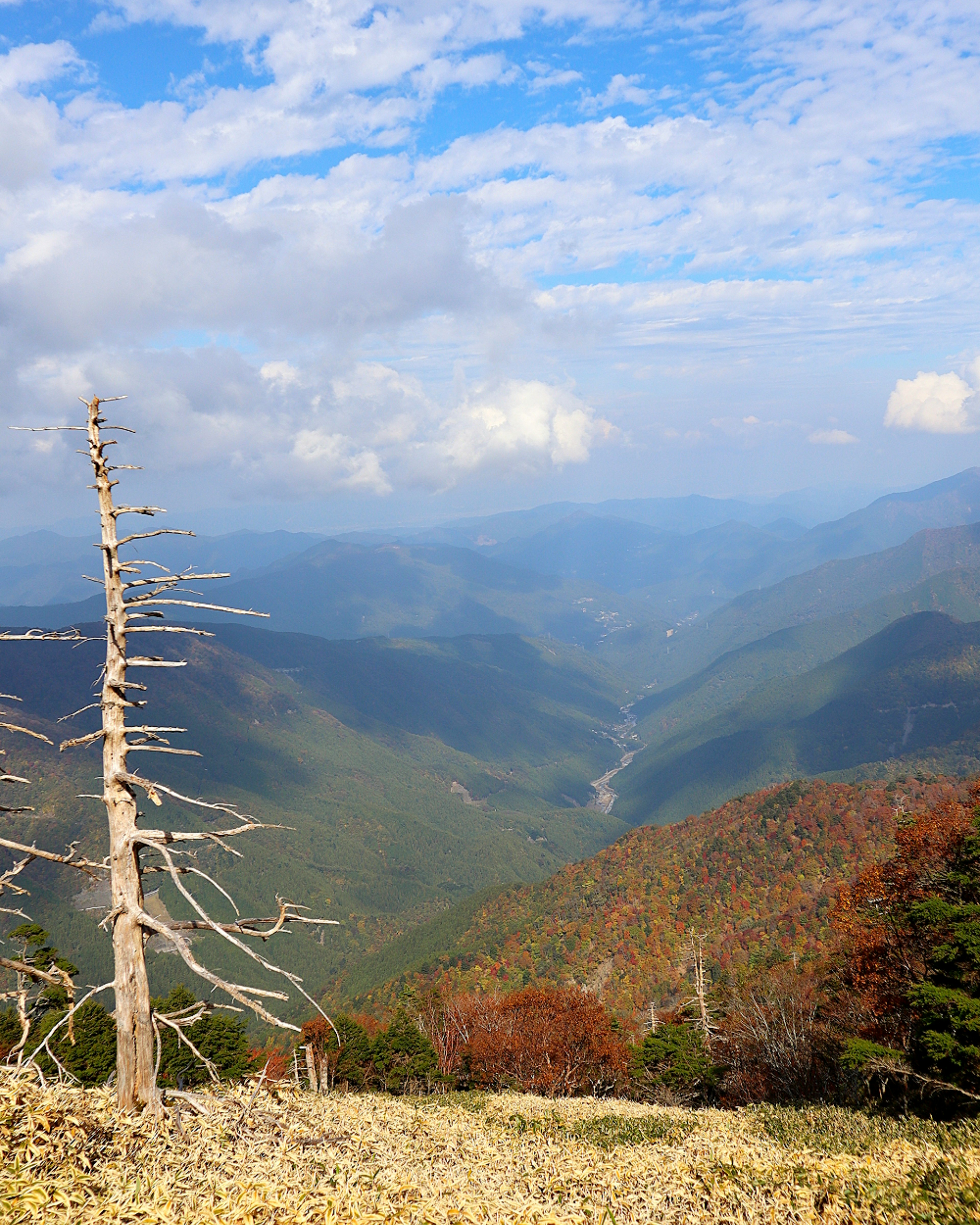 Bella vista di una valle con un albero secco