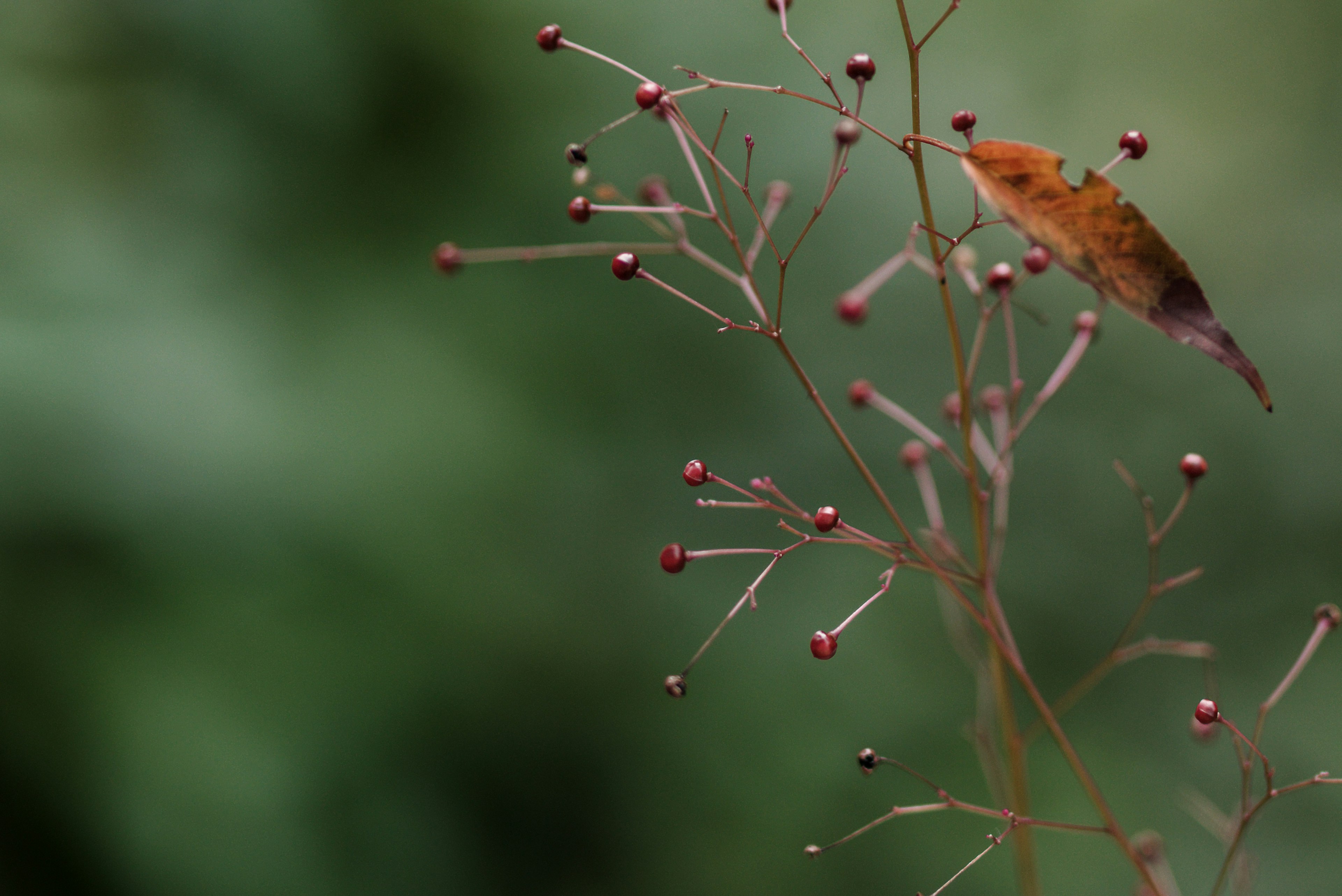 ภาพใกล้ของพืชที่บอบบางพร้อมใบและผลเบอร์รี่สีแดง