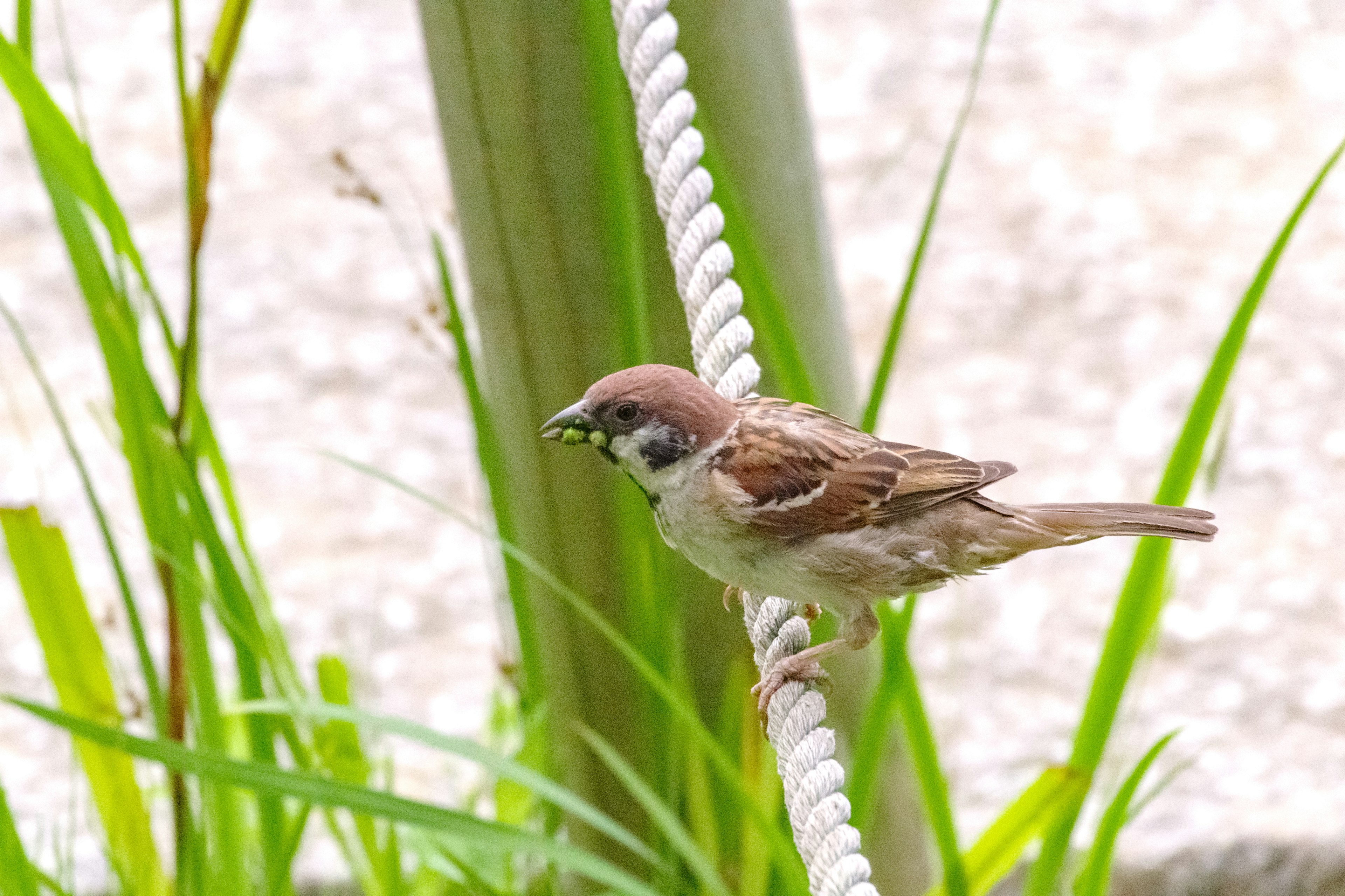 Un petit moineau perché sur une corde parmi l'herbe verte