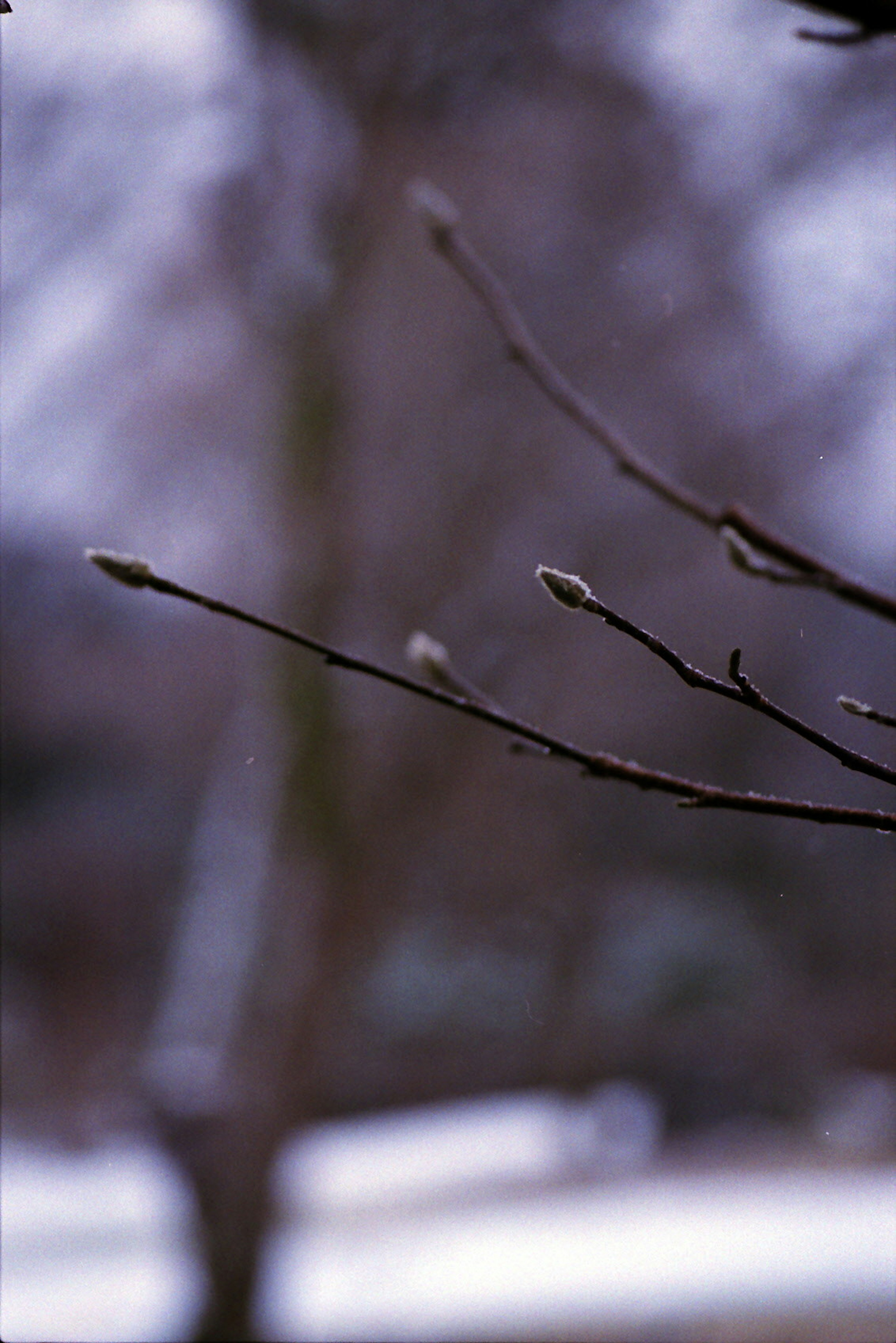 A close-up of snow-covered branches with budding tips