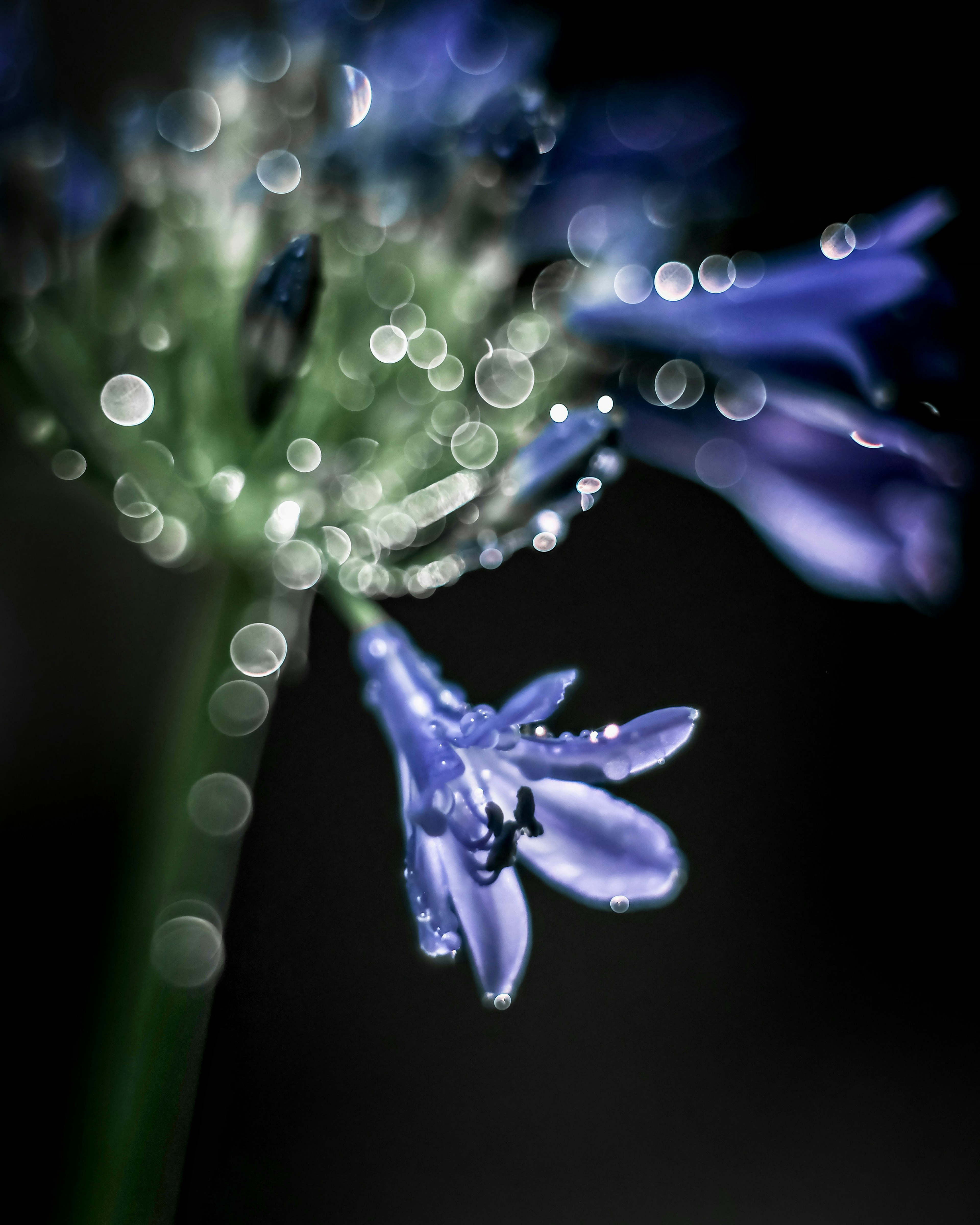 Primo piano di un fiore blu con gocce d'acqua su uno sfondo sfocato