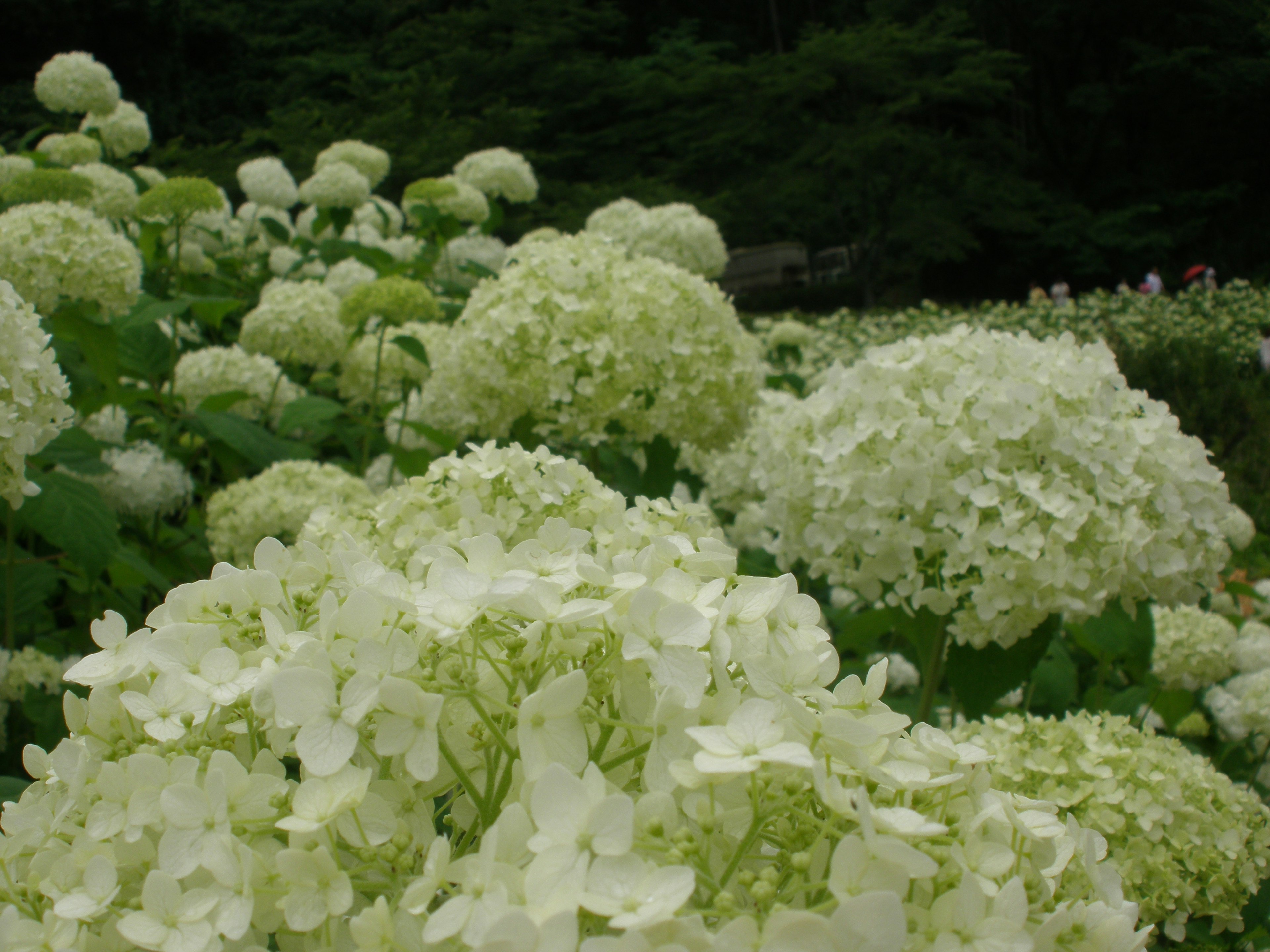 白いアジサイの花が満開の風景