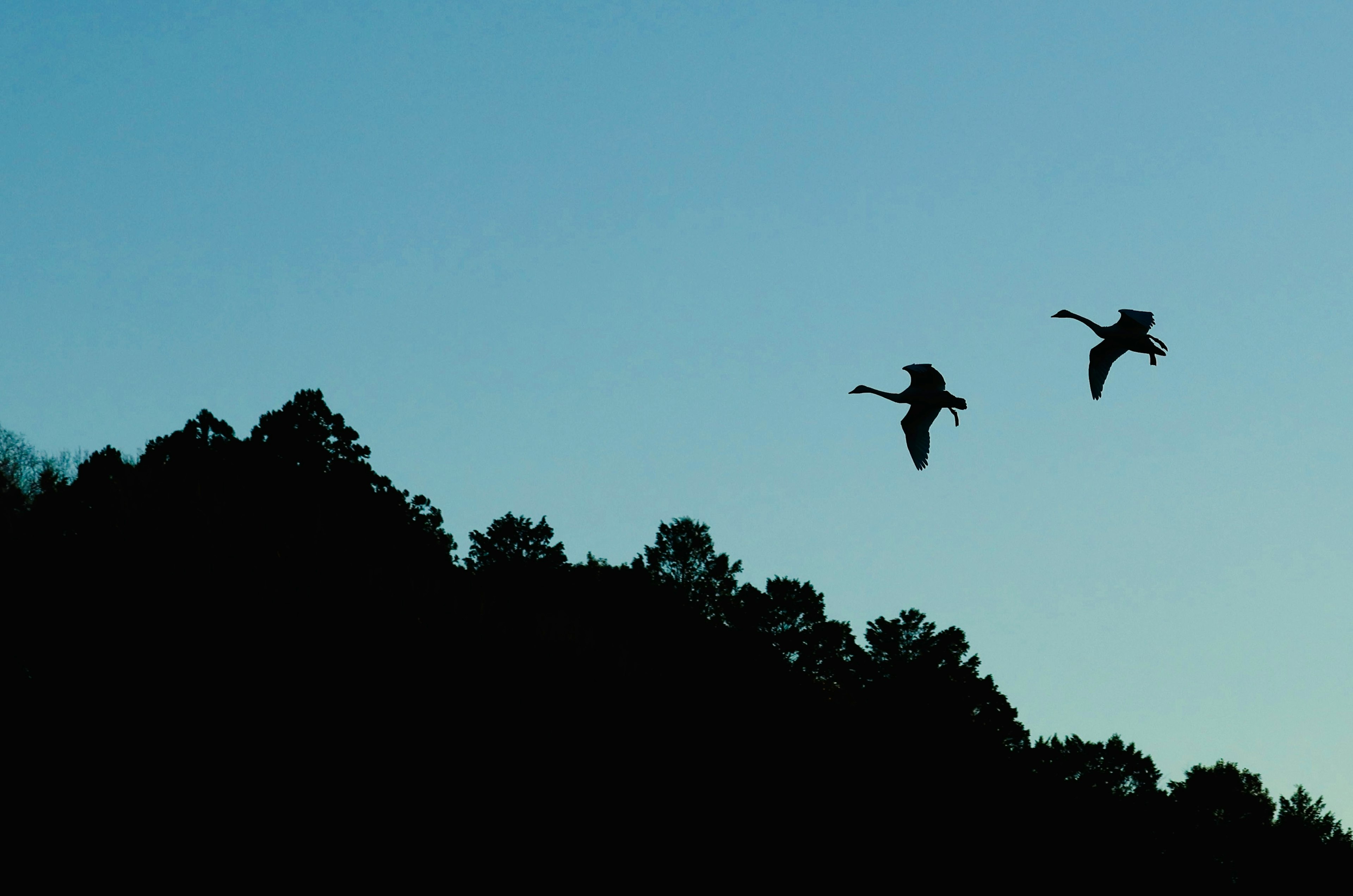 夕暮れ時の空を飛ぶ二羽の鳥とシルエットの木々