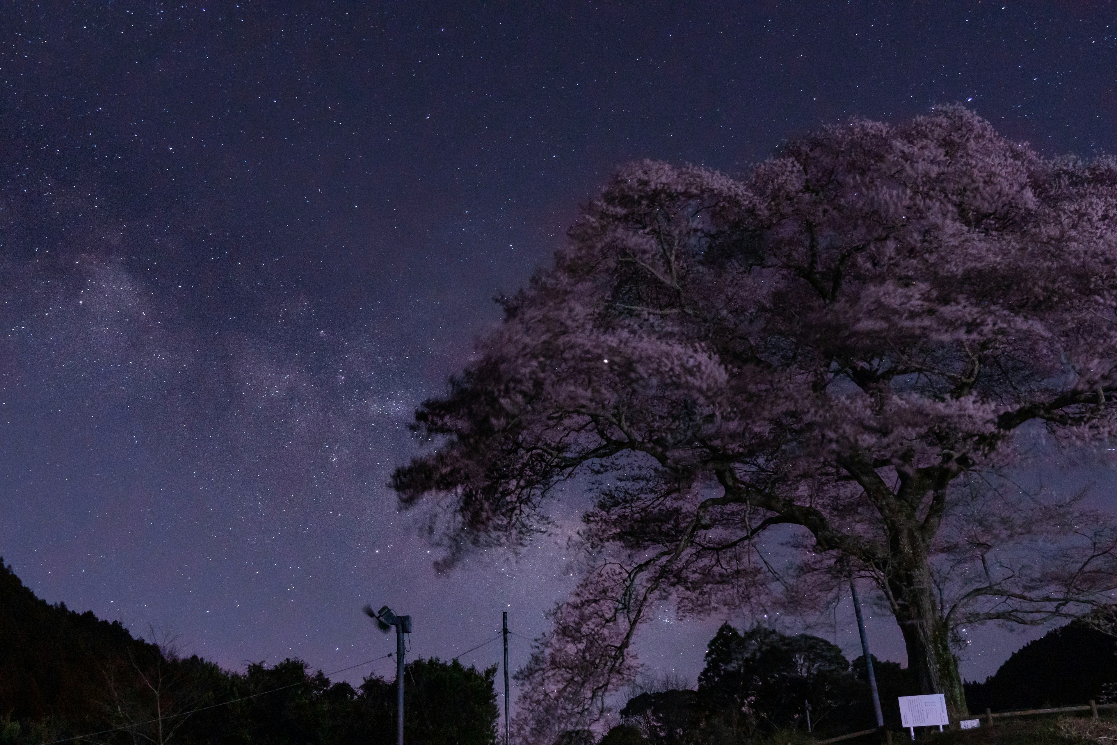 夜空に輝く星々と桜の木が調和する美しい風景