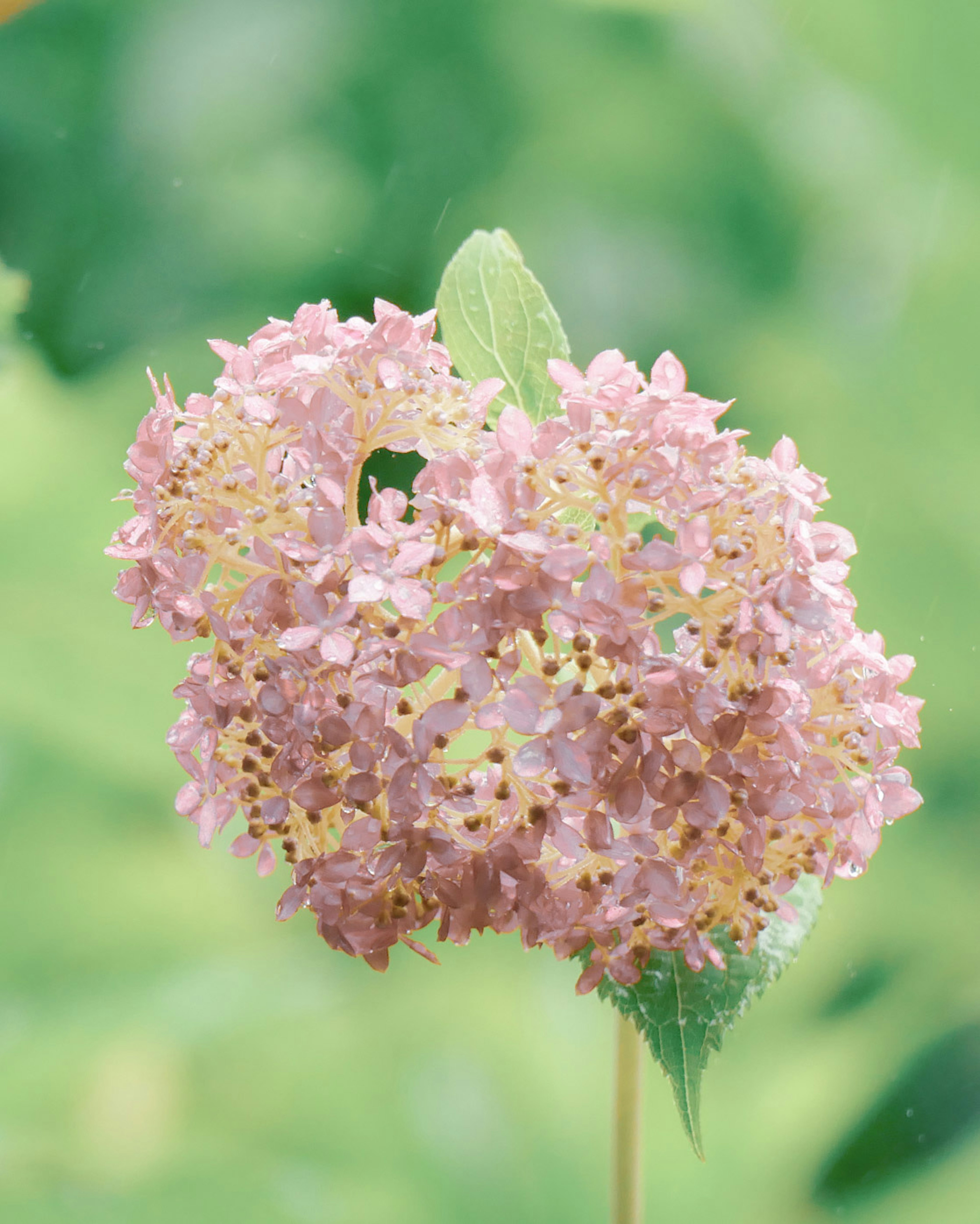 淡いピンク色の花が集まったハイドランジアの花束緑の背景