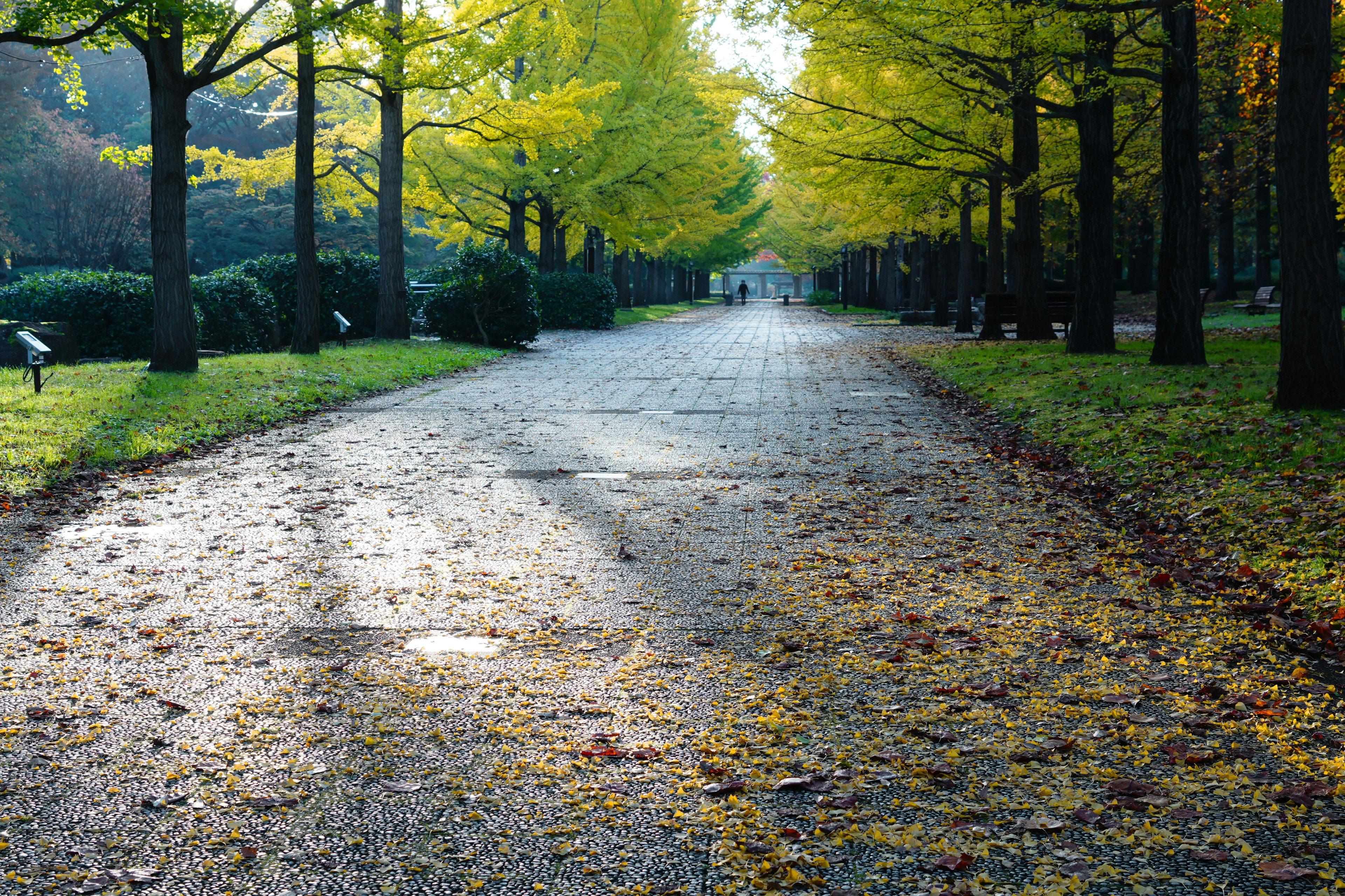 Weg in einem Herbstpark gesäumt von grünen Bäumen und gelben Blättern