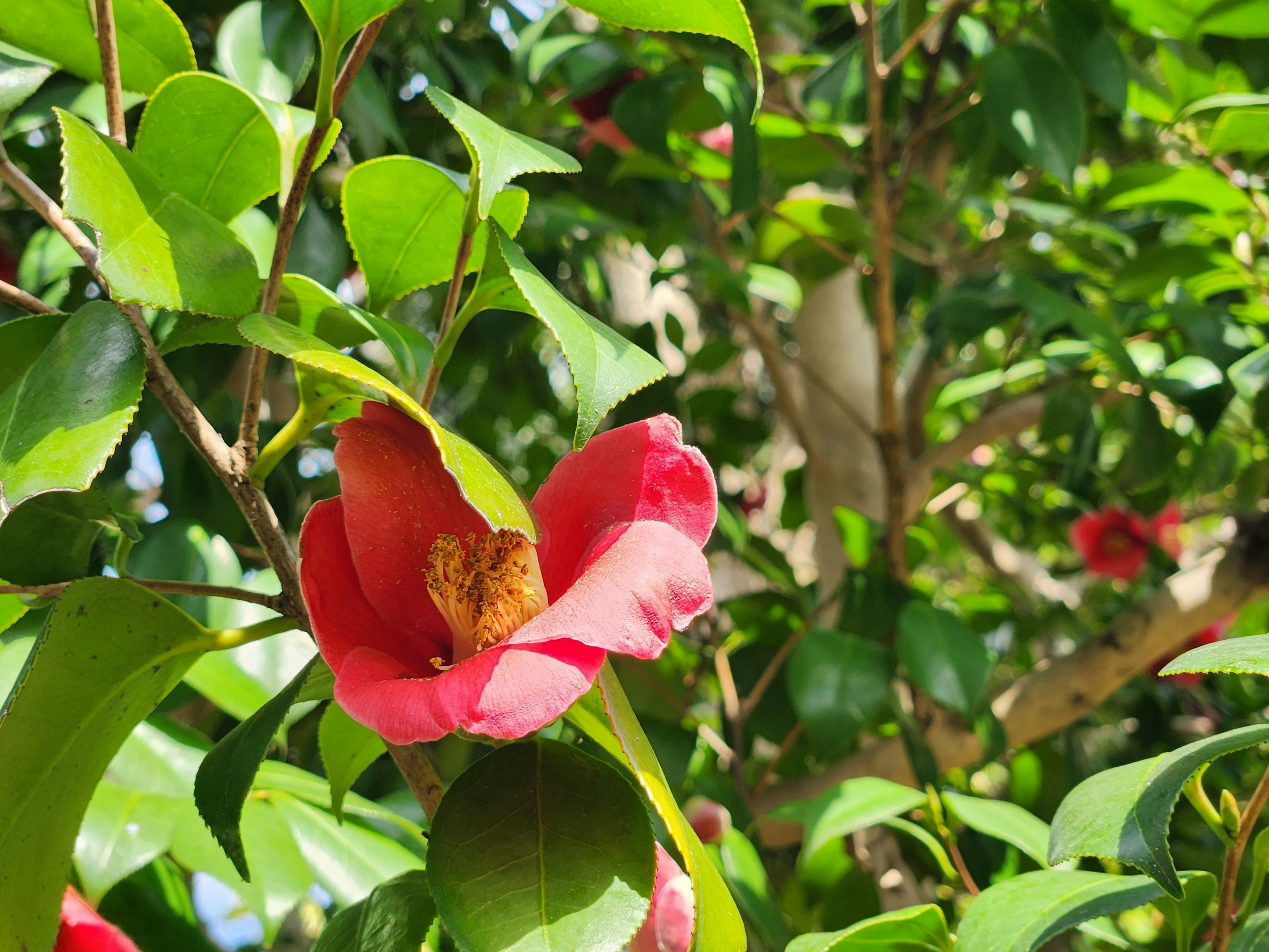 Eine lebhafte rote Blume umgeben von üppigem grünem Laub