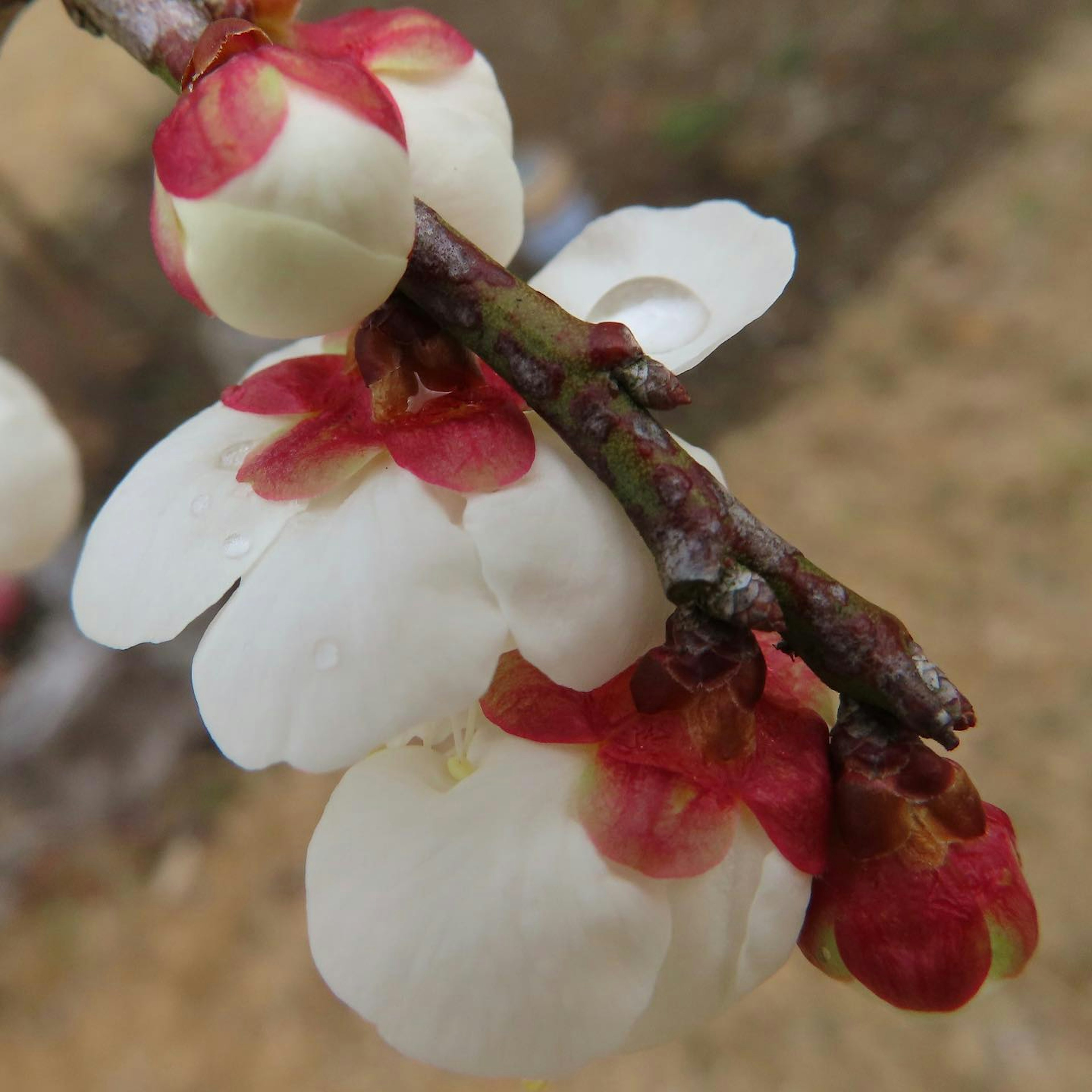 Nahaufnahme eines Zweigs mit schönen weißen und roten Blumen