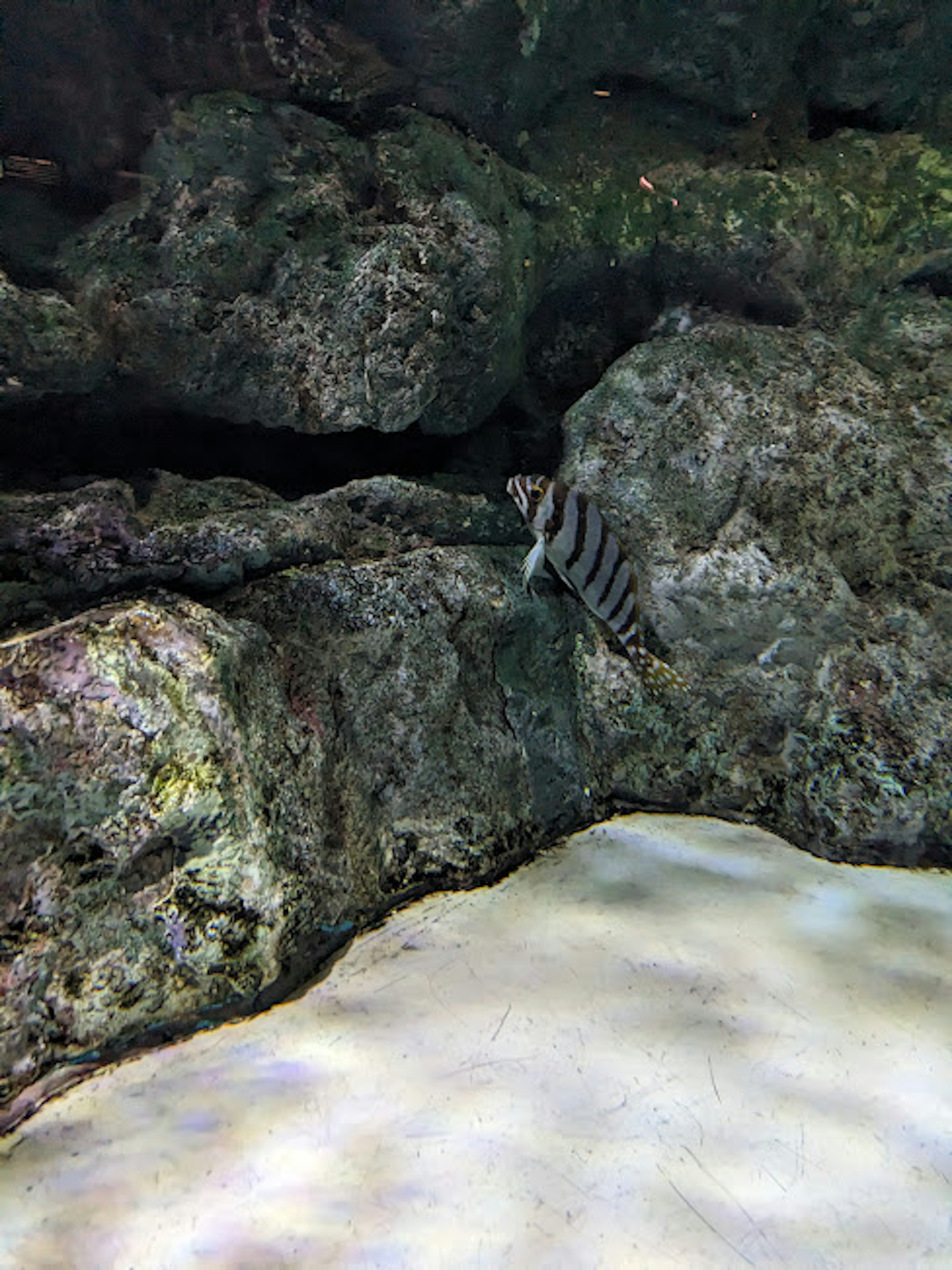 水中の岩と砂の背景にいるストライプの魚