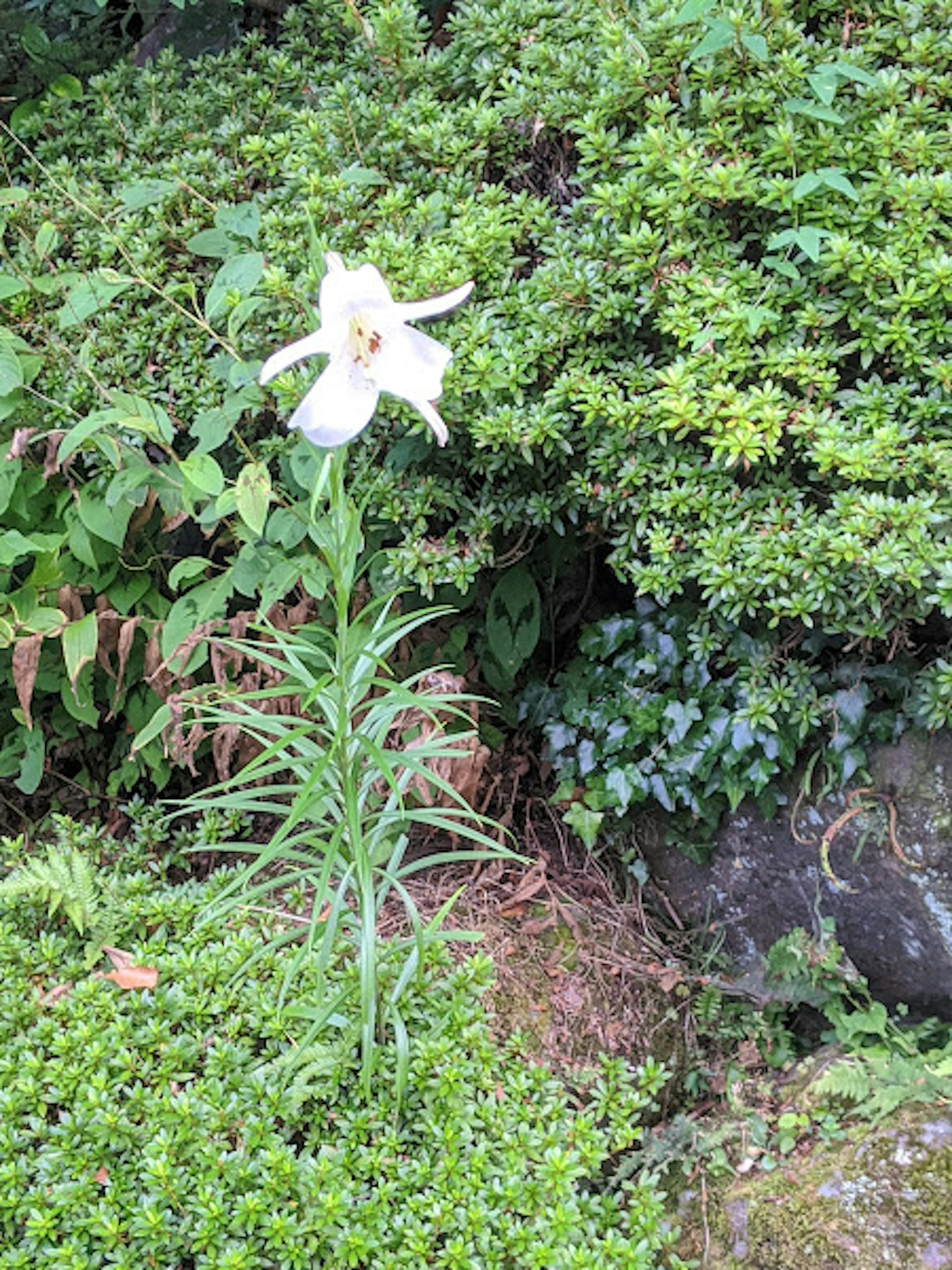 白いユリの花が緑の植物に囲まれて立っている