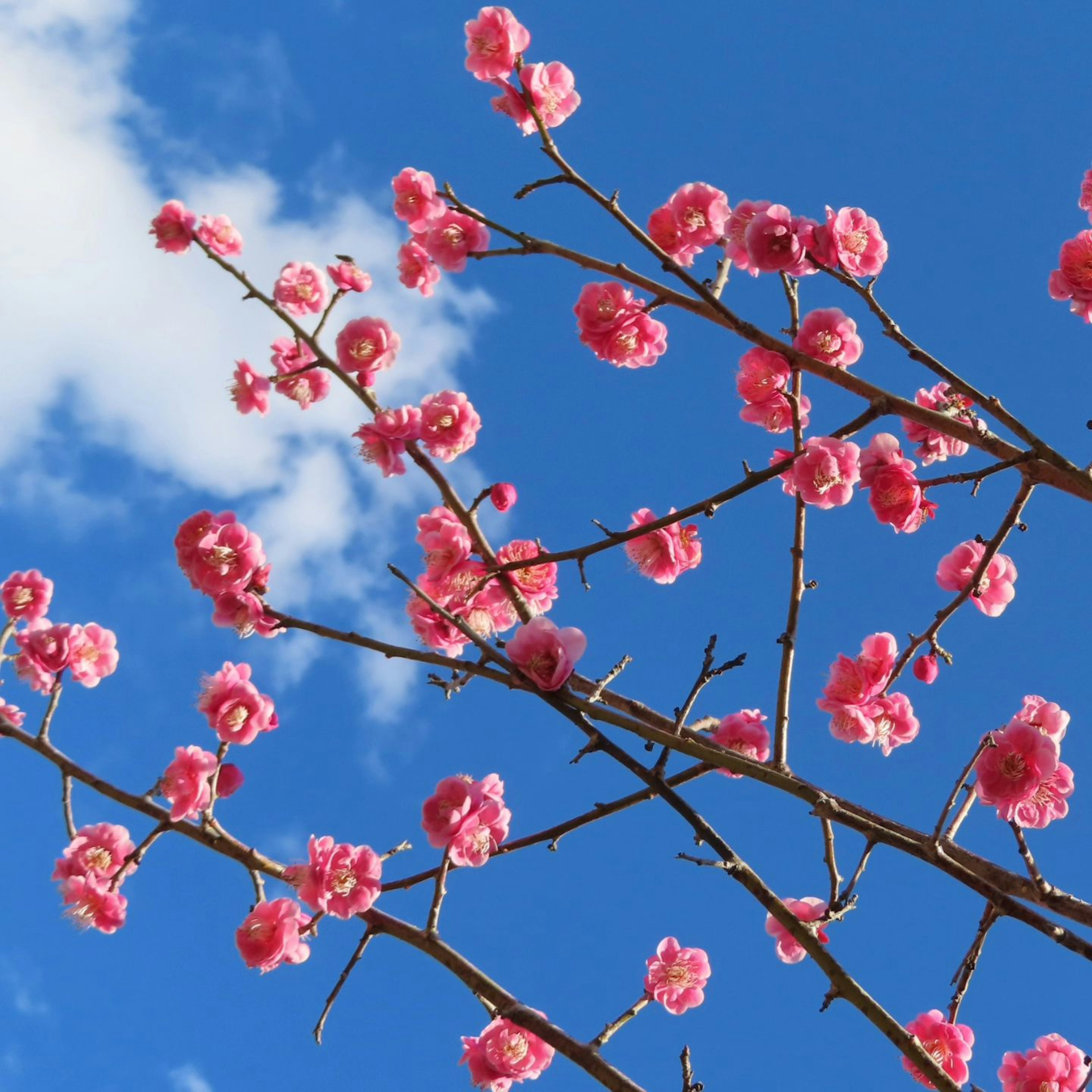 Vibrant pink flowers and branches against a blue sky