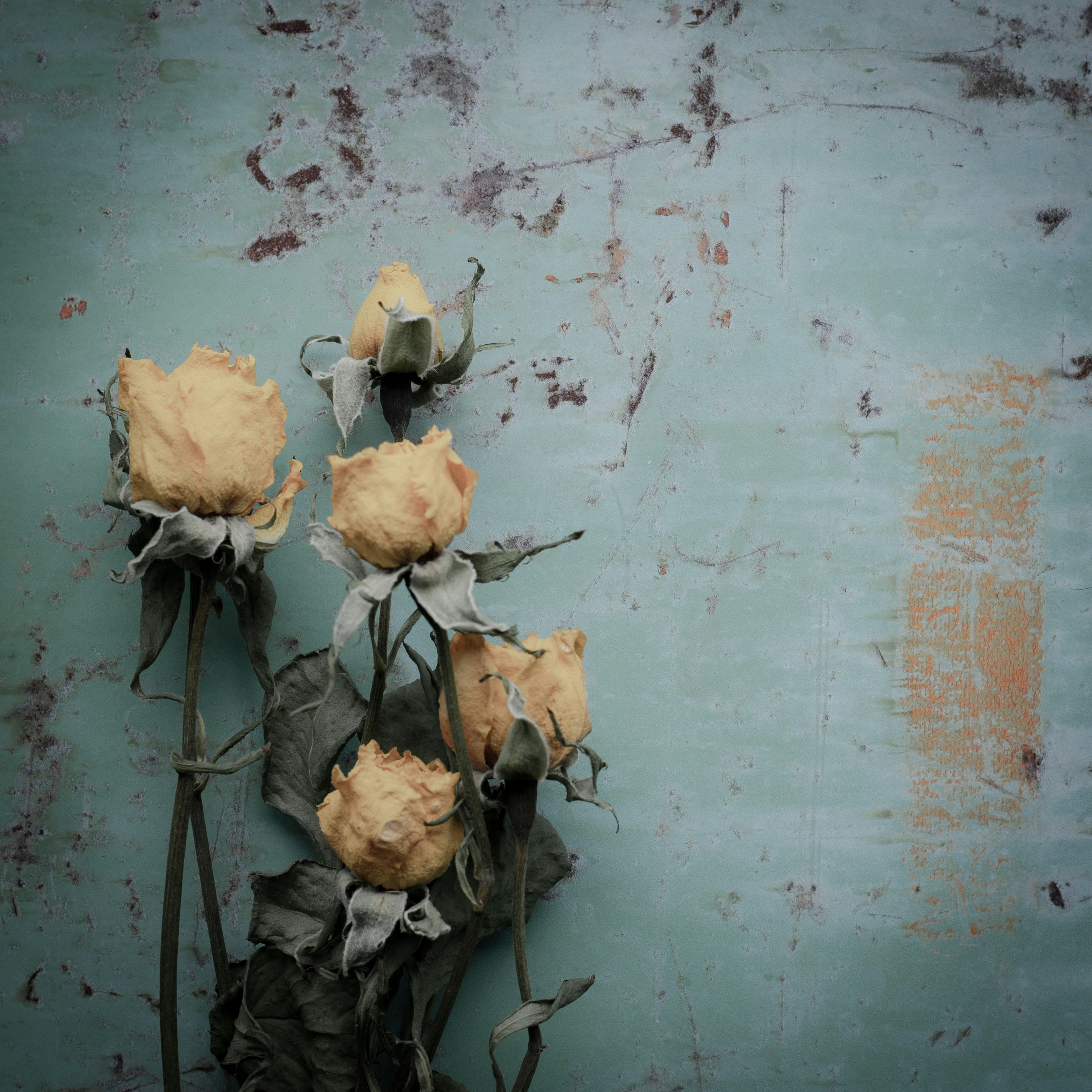 Dried pale yellow roses arranged against a teal background