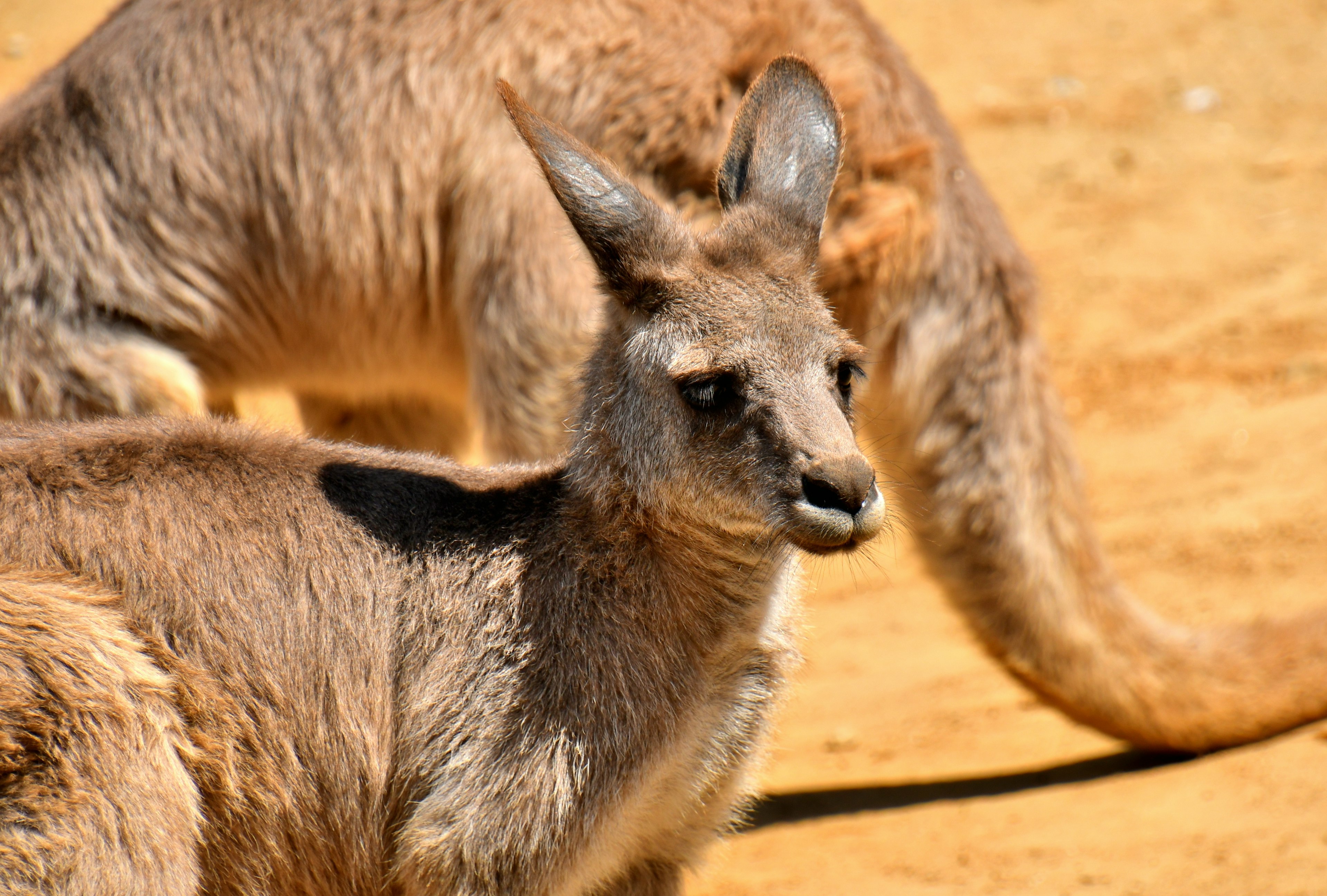 Kangaroo đứng trên mặt đất cát