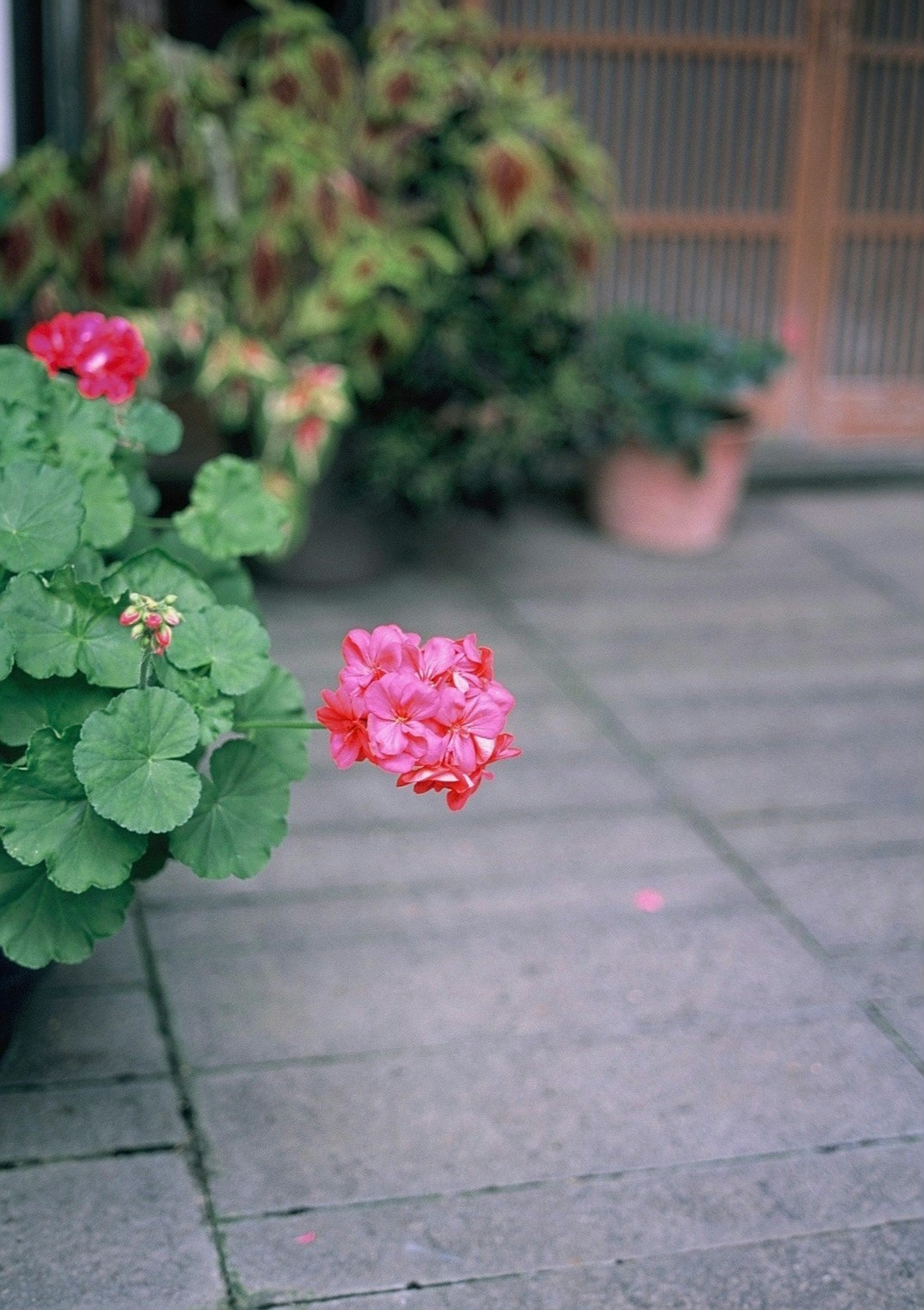 緑の葉とピンクの花が特徴の植物がテラスに置かれている風景