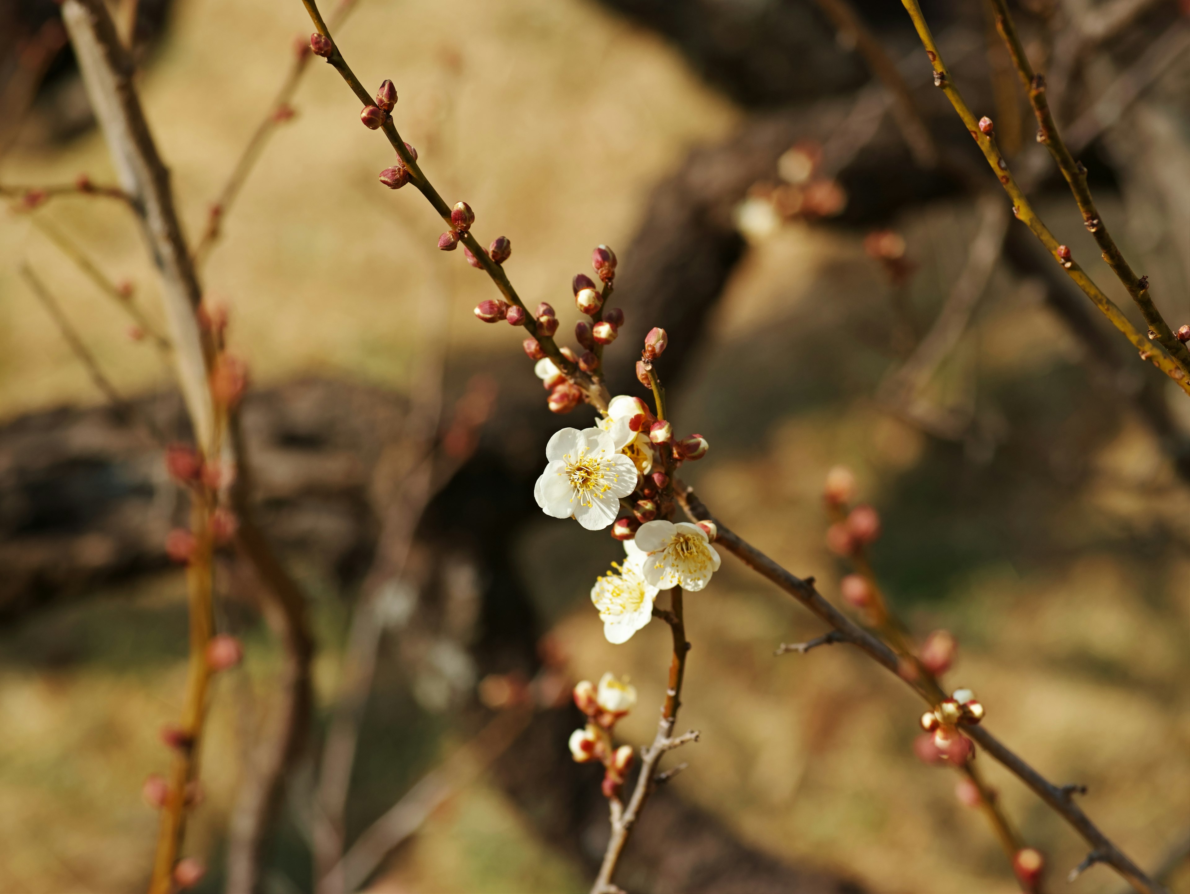 Close-up bunga plum mekar di cabang