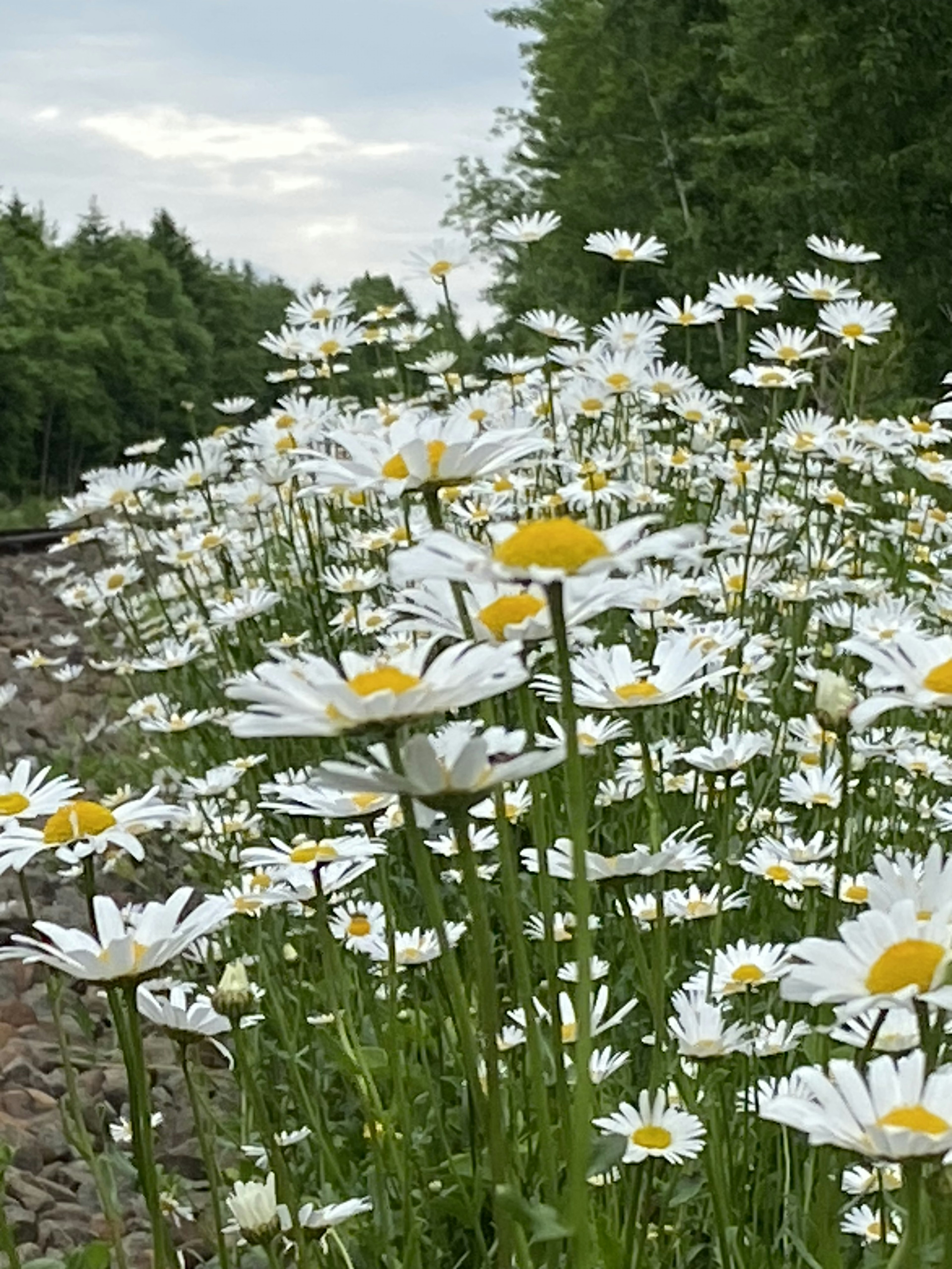 白い花びらと黄色い中心を持つデイジーの群れが広がる風景