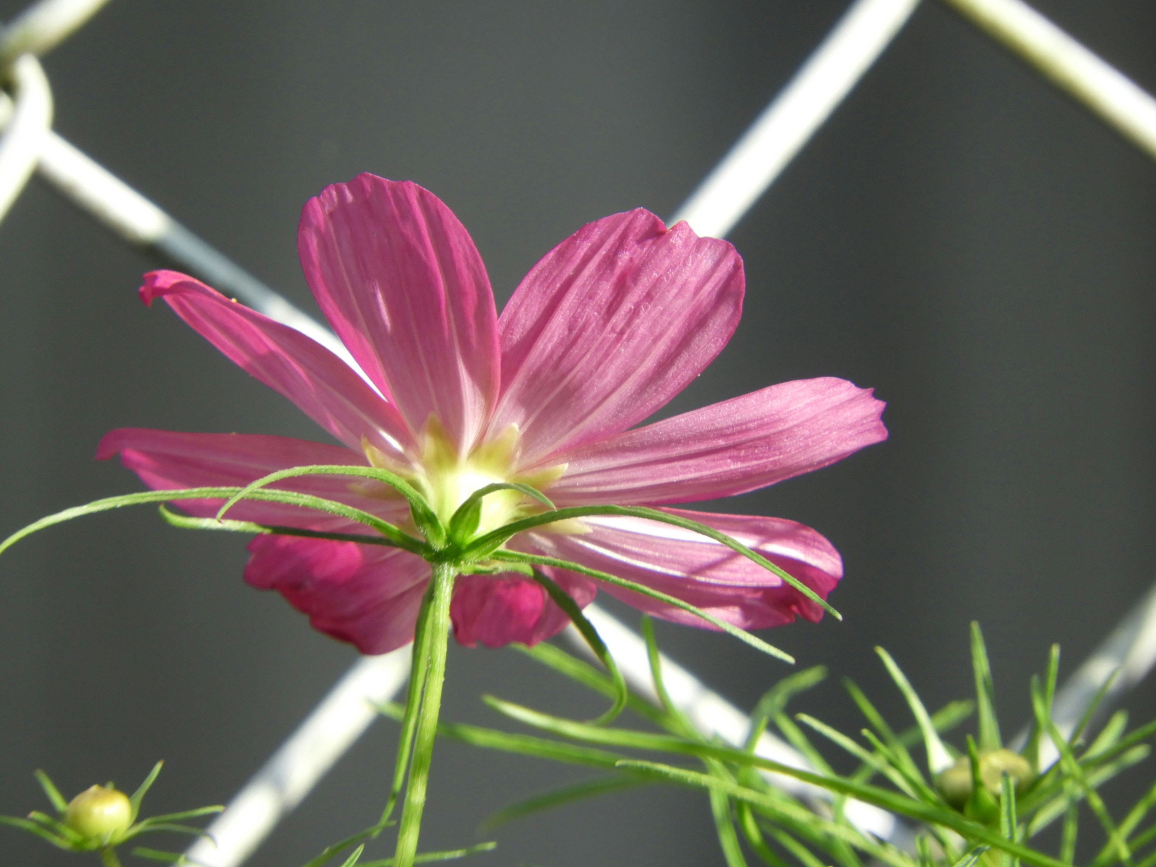 ピンクのコスモスの花が緑の葉に囲まれている