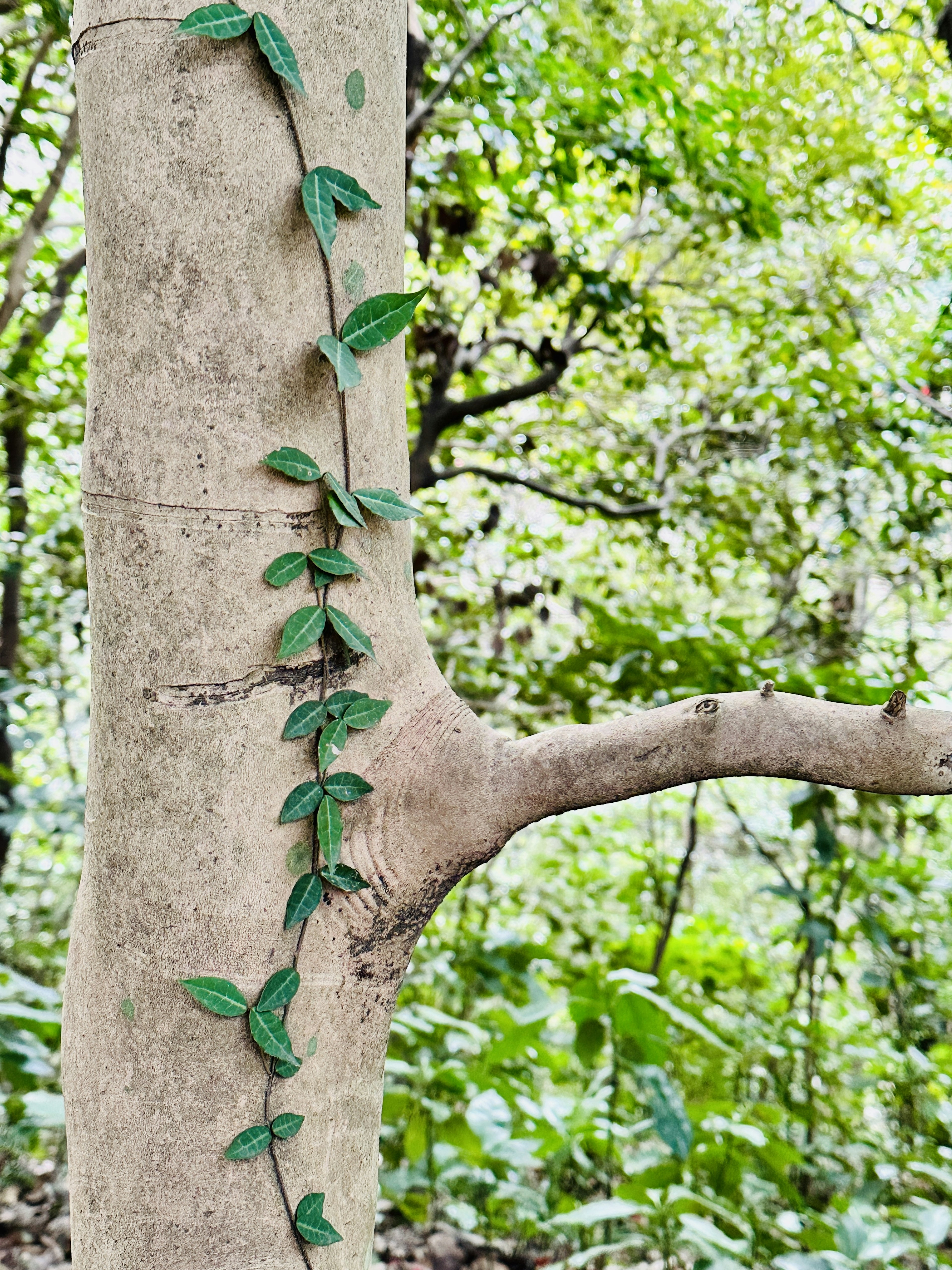 Une vigne verte grimpant sur le tronc d'un arbre avec un arrière-plan flou de feuillage vert