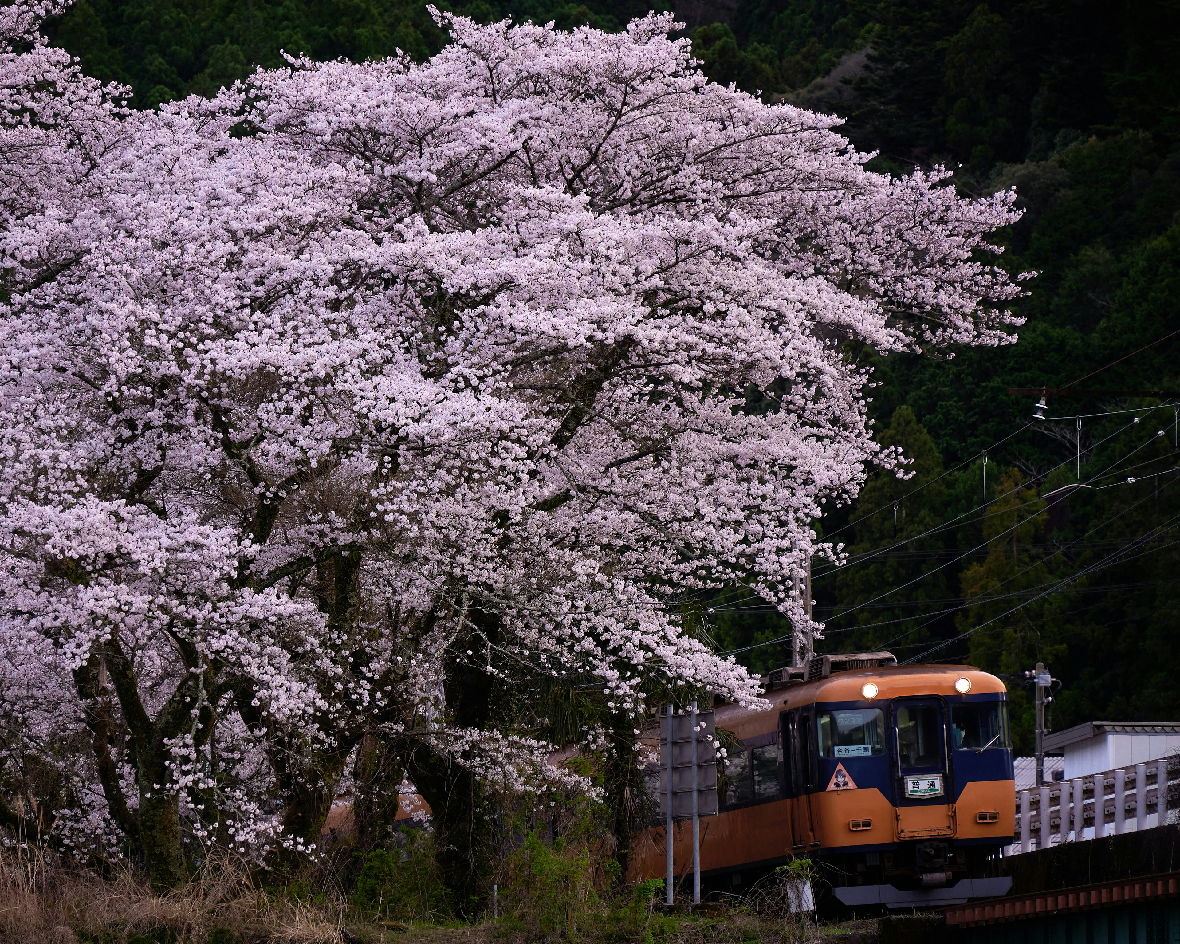 ทิวทัศน์สวยงามที่มีต้นซากุระและรถไฟ