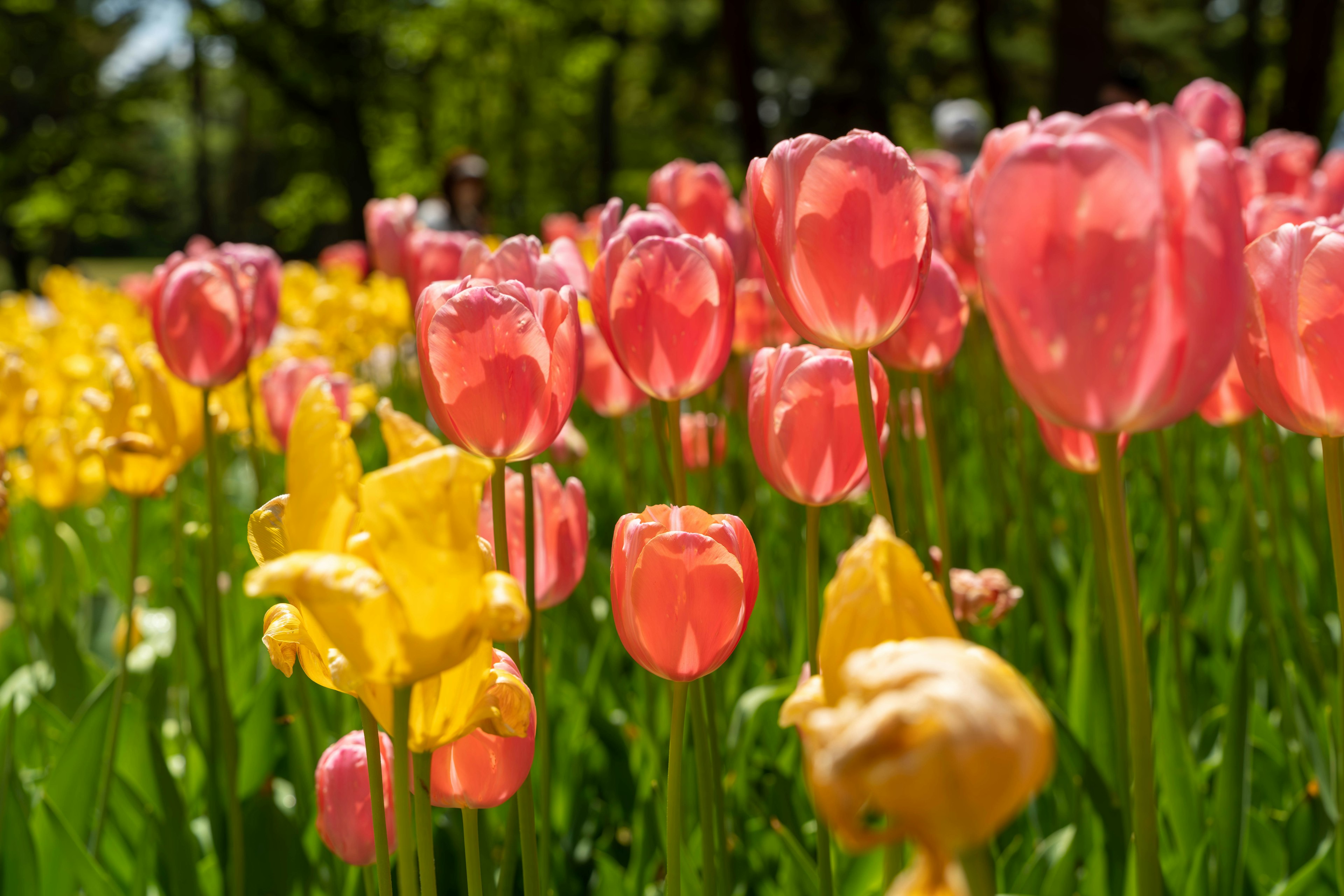 Fiori di tulipani colorati che sbocciano in un giardino