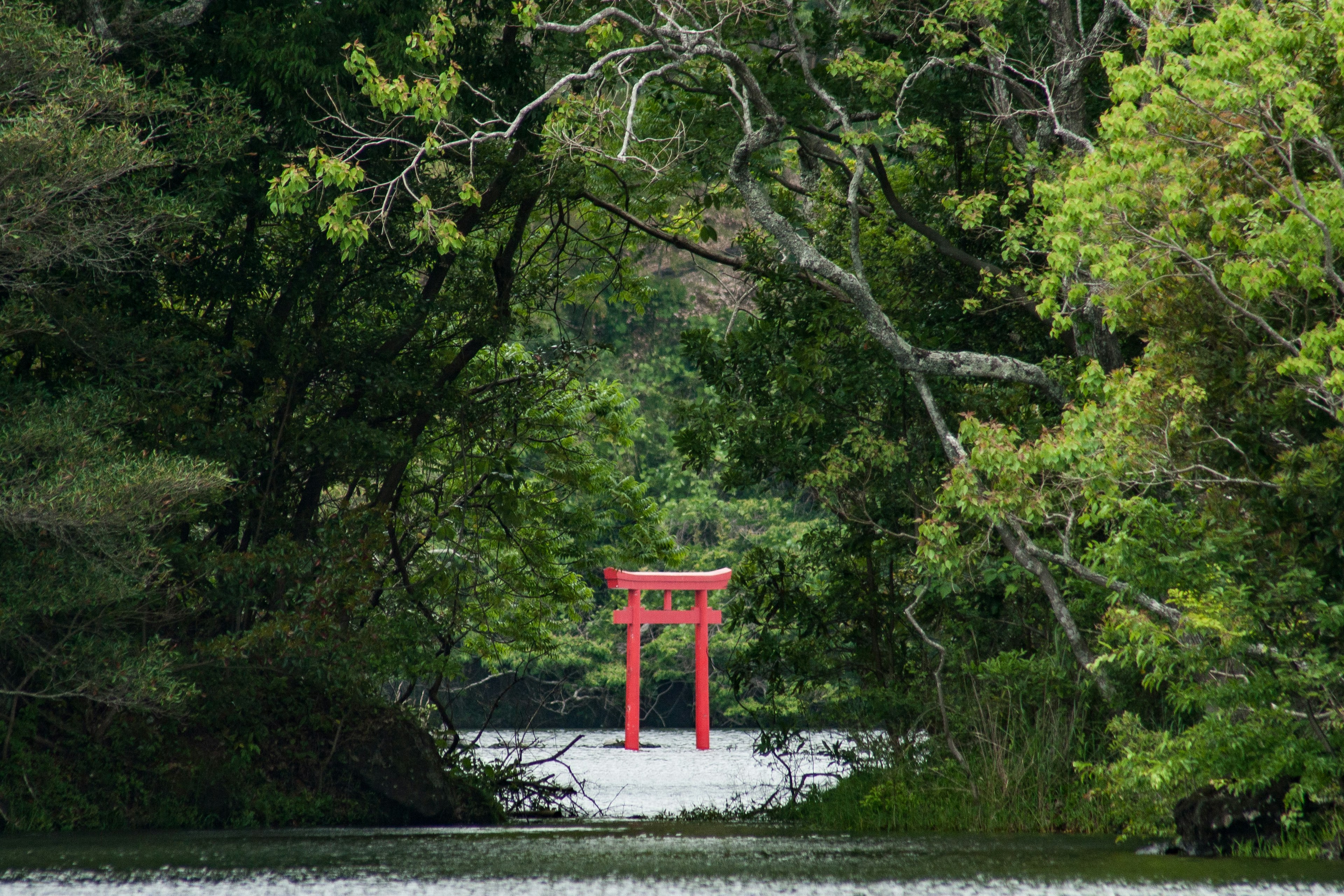 Un portale torii rosso circondato da alberi verdi lussureggianti con una vista serena sull'acqua