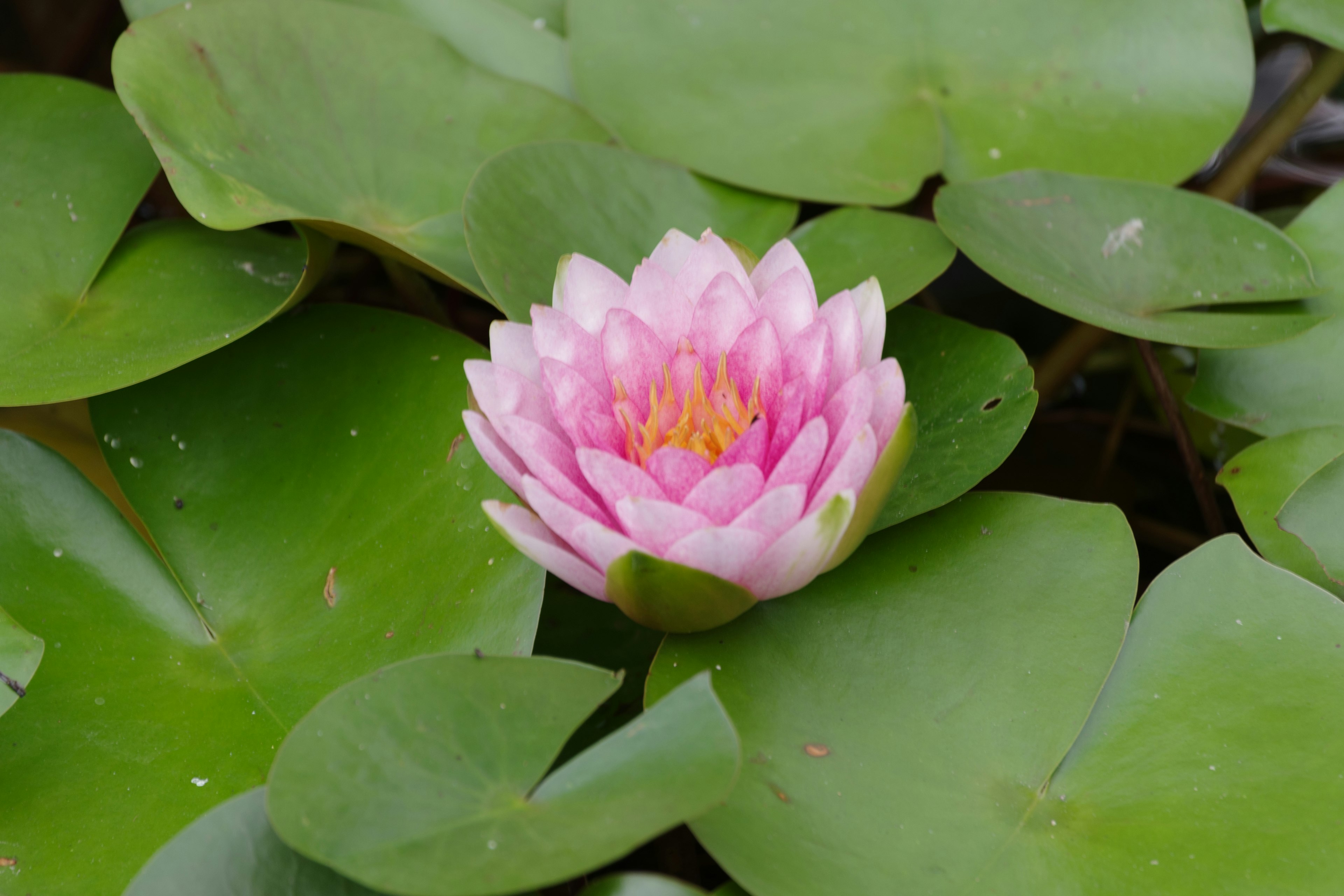 A beautiful pink water lily blooming atop green leaves