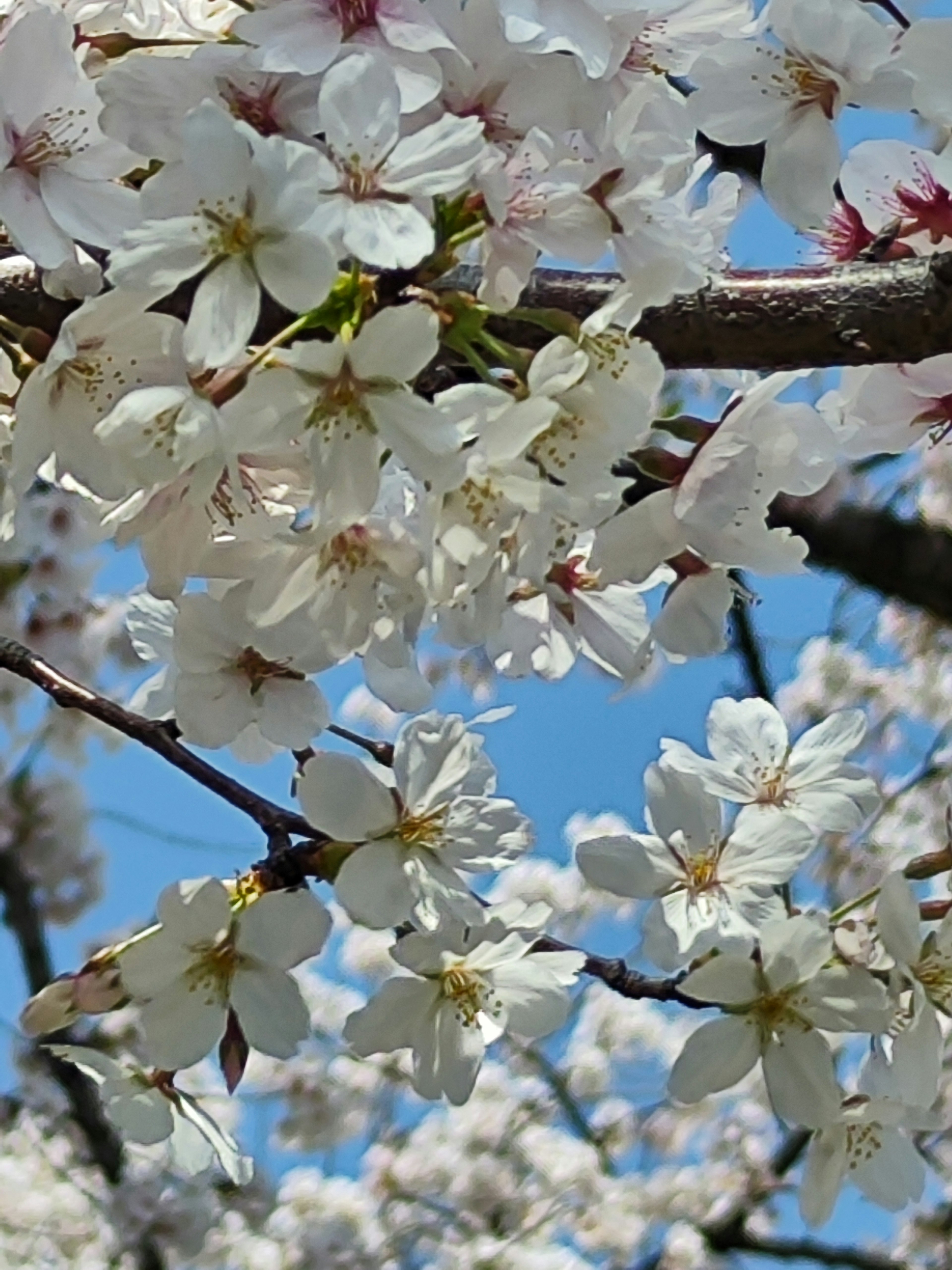 Bunga sakura mekar di latar belakang langit biru