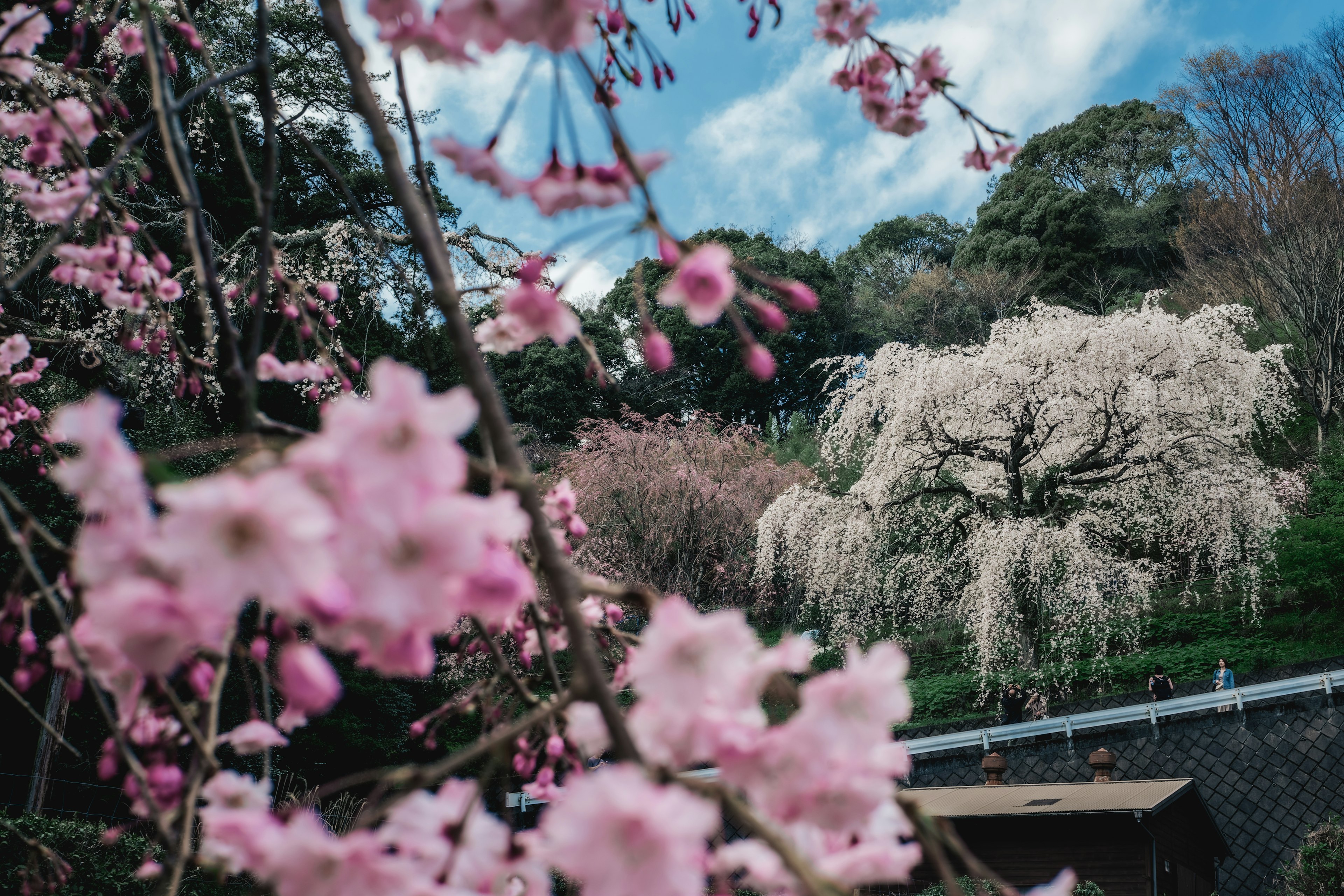 桜と白い花の木が見える風景青い空の下で