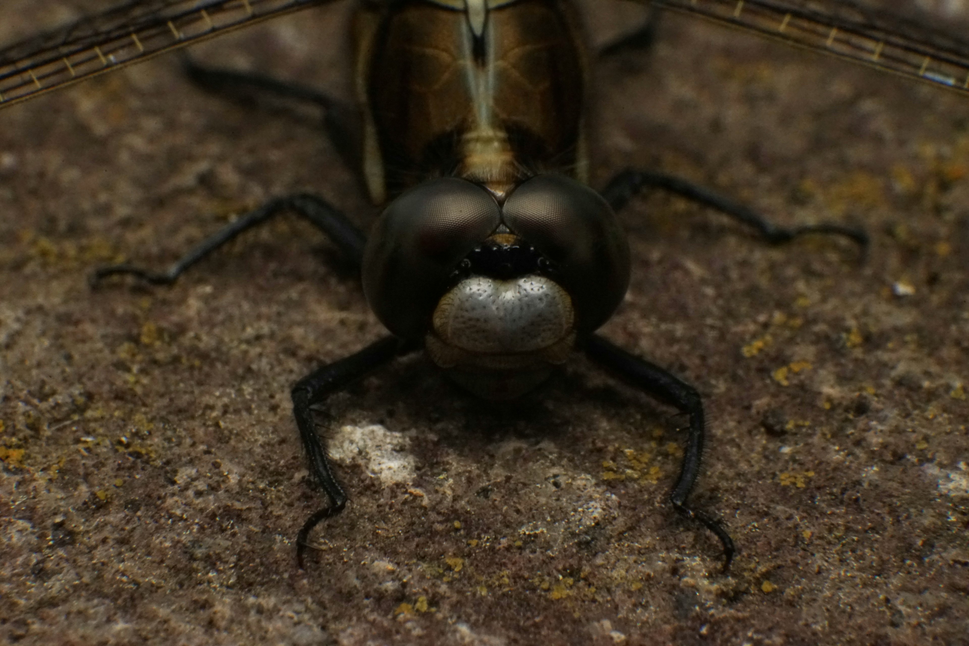 Close-up photo of an insect featuring a black body and intricate antennae